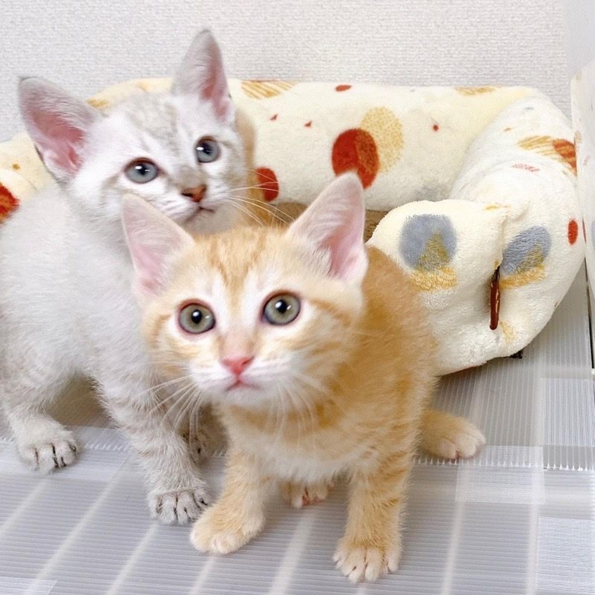 pet-image-7