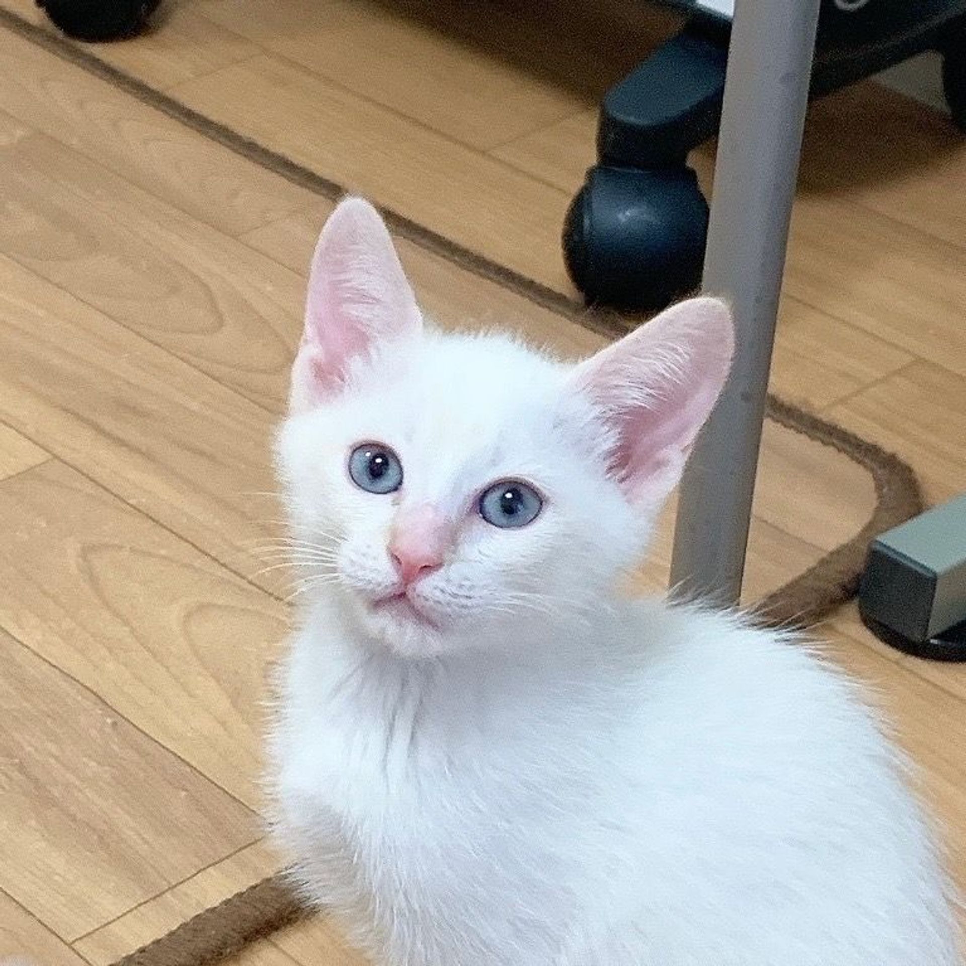 雑種（ミックス猫）・オスの里親募集の写真
