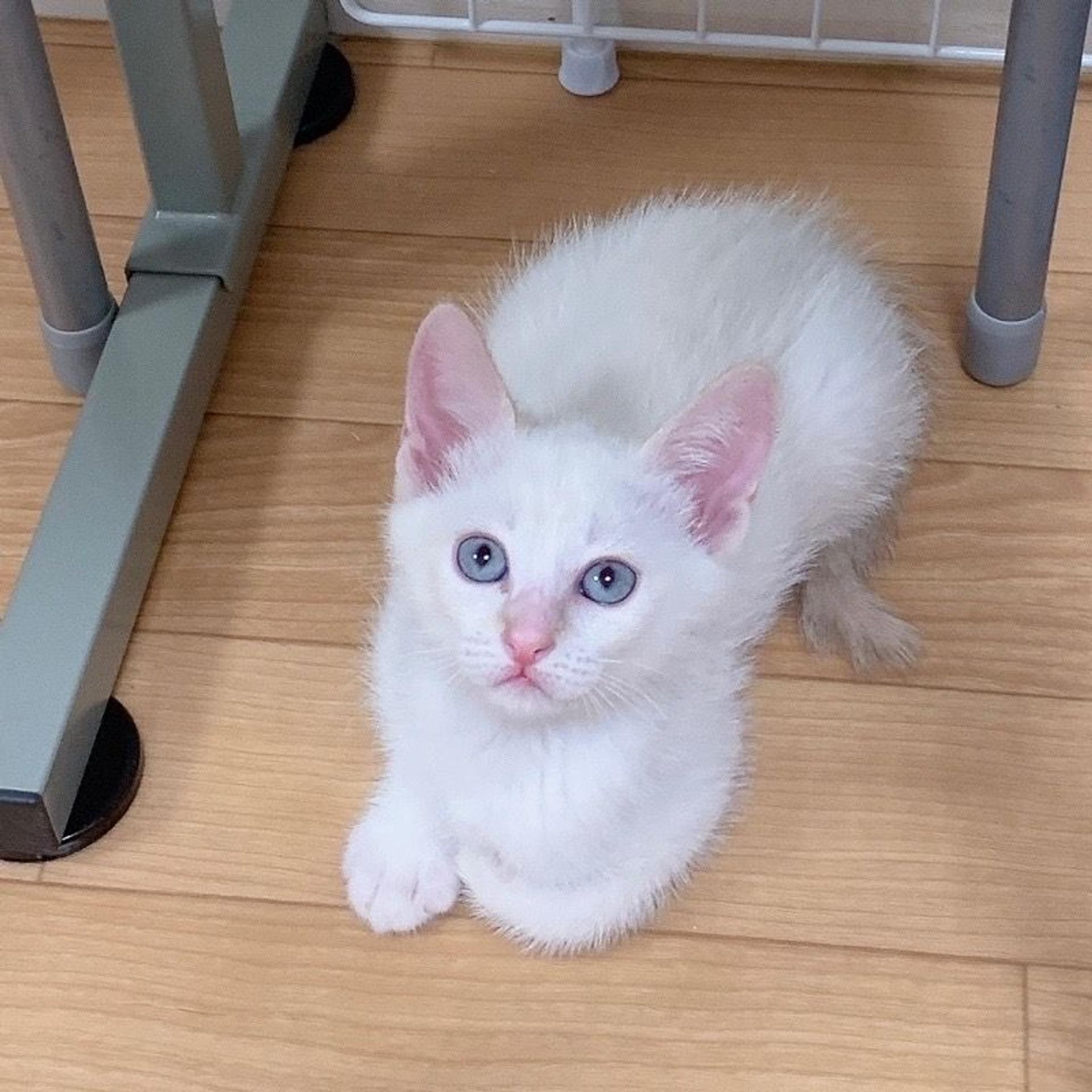 pet-image-3