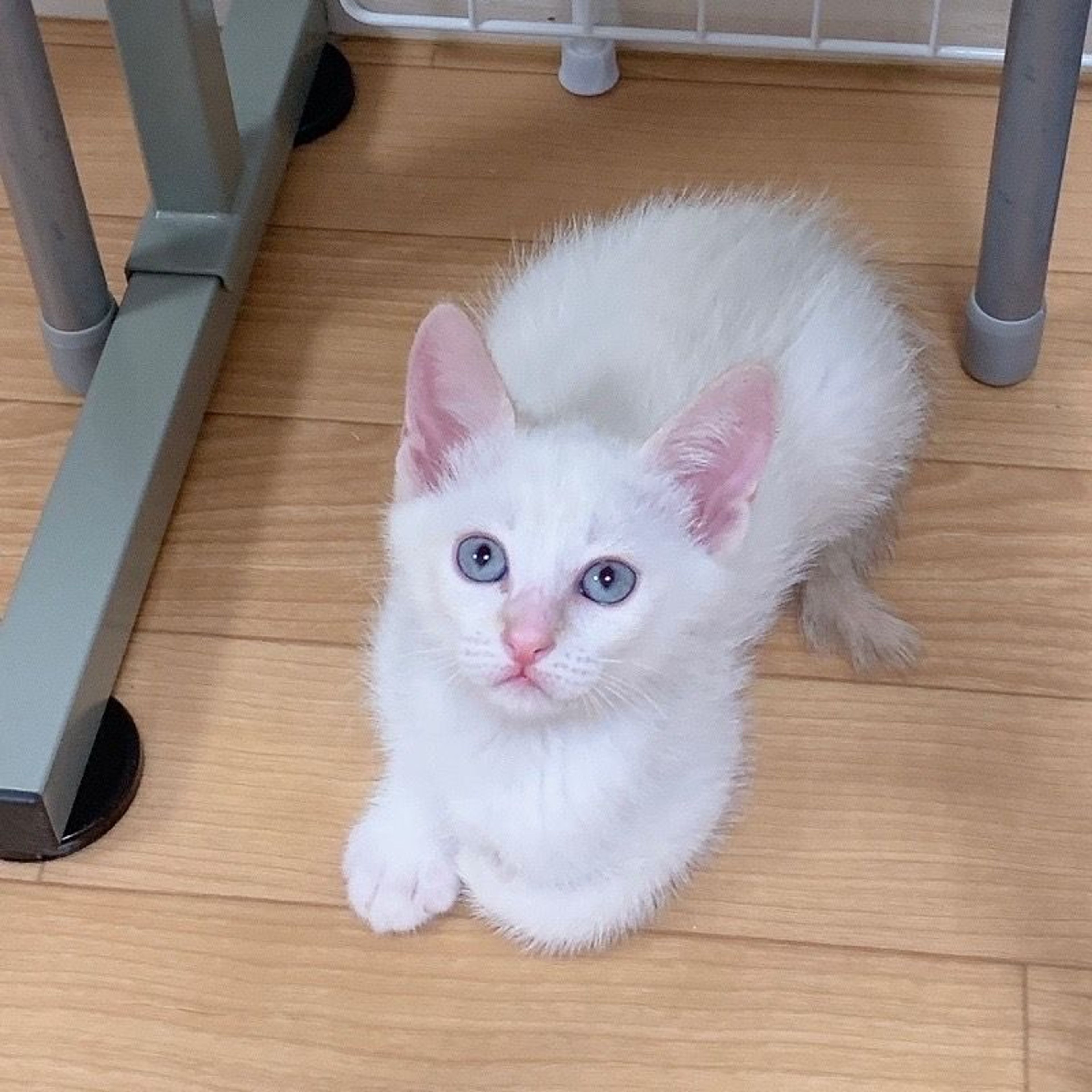 pet-image-3