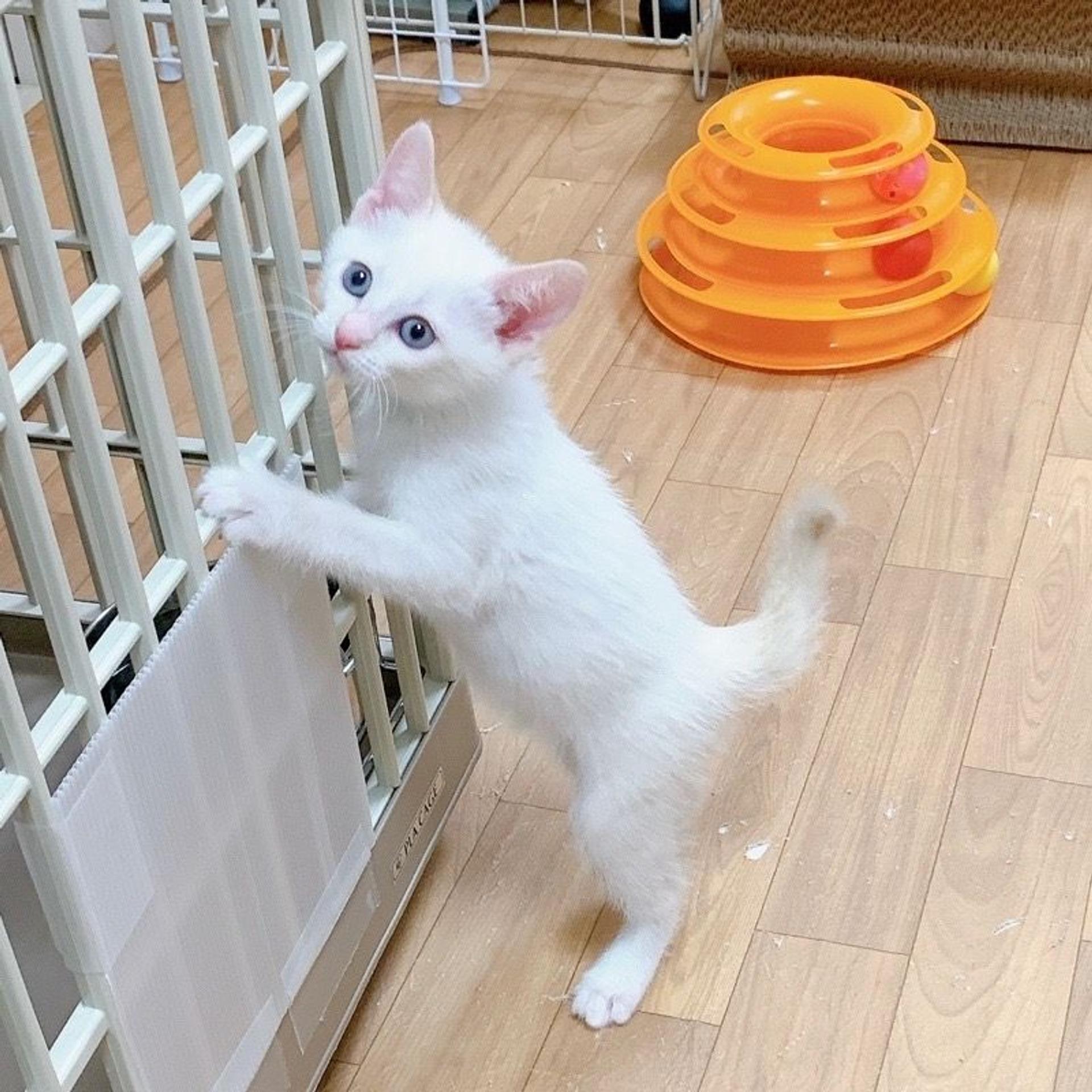 pet-image-4