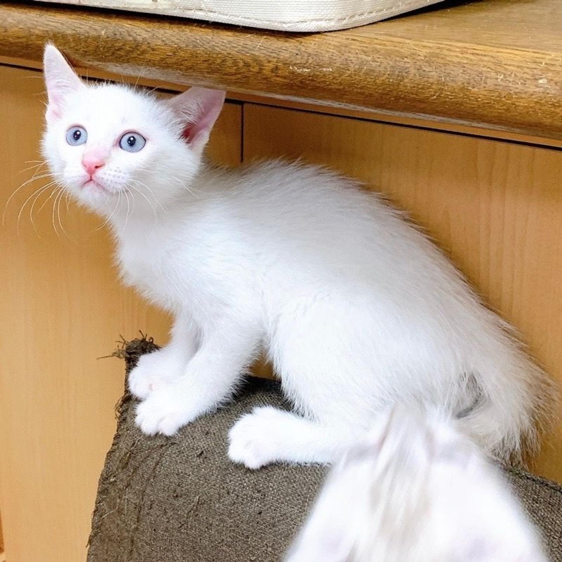 pet-image-5