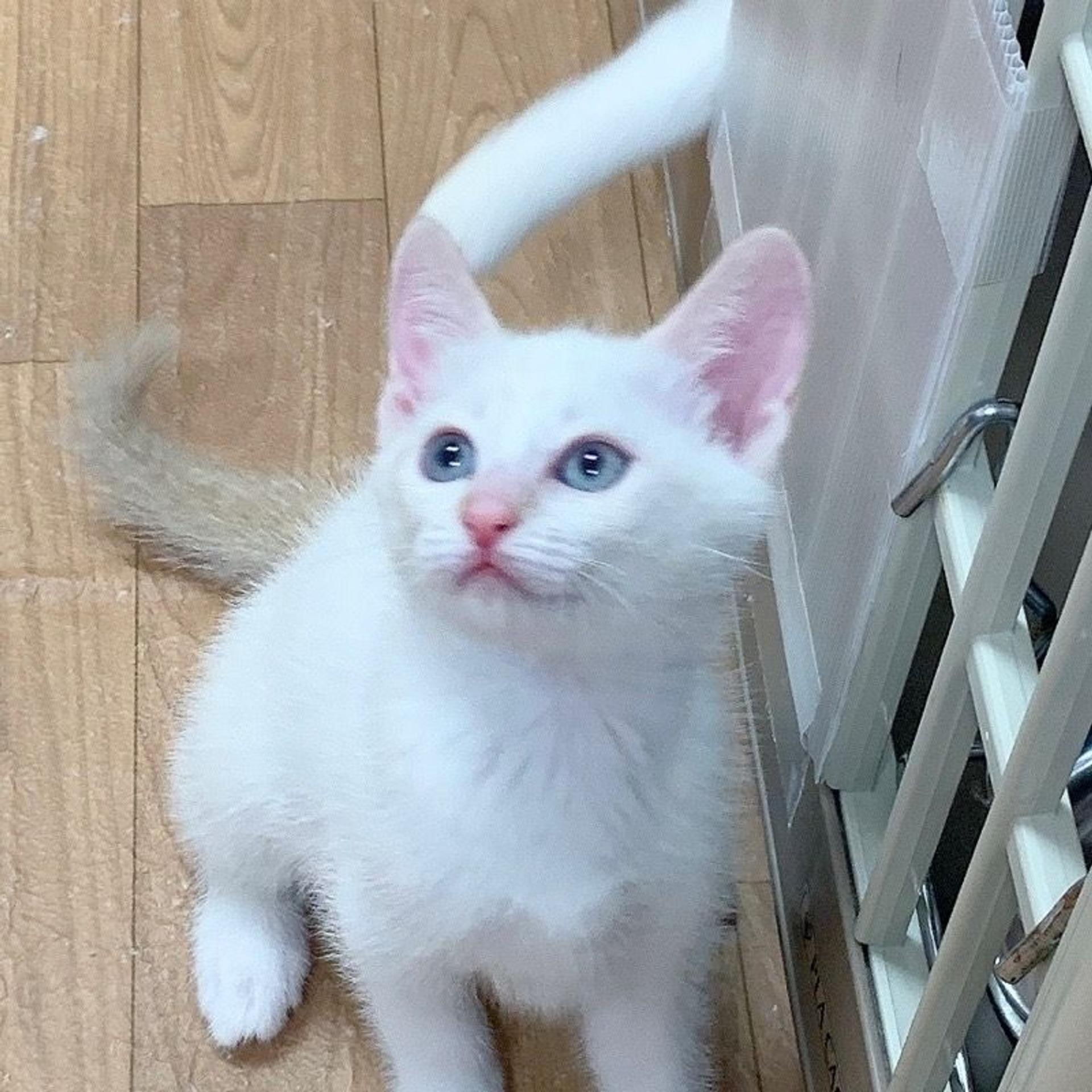 pet-image-7