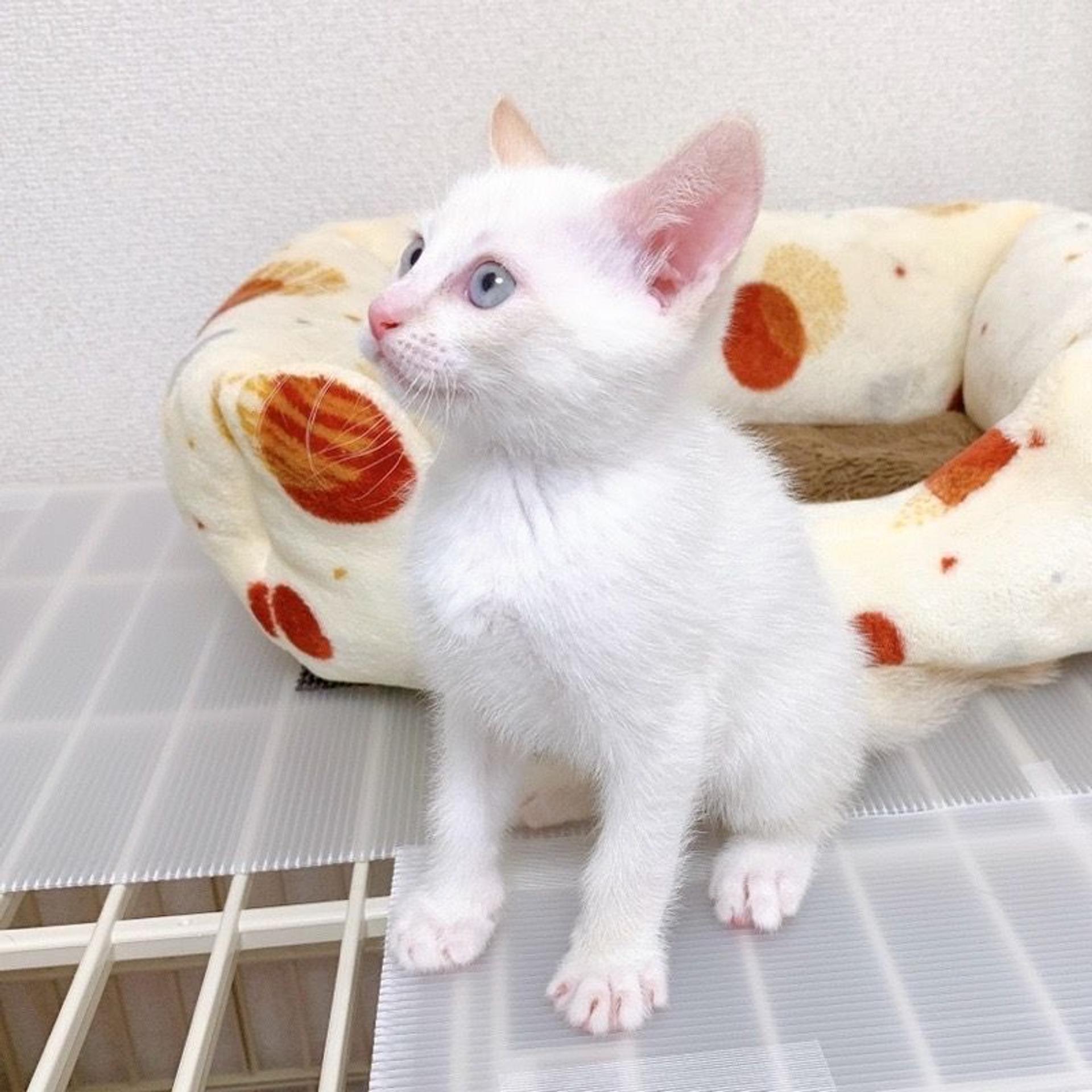 pet-image-8