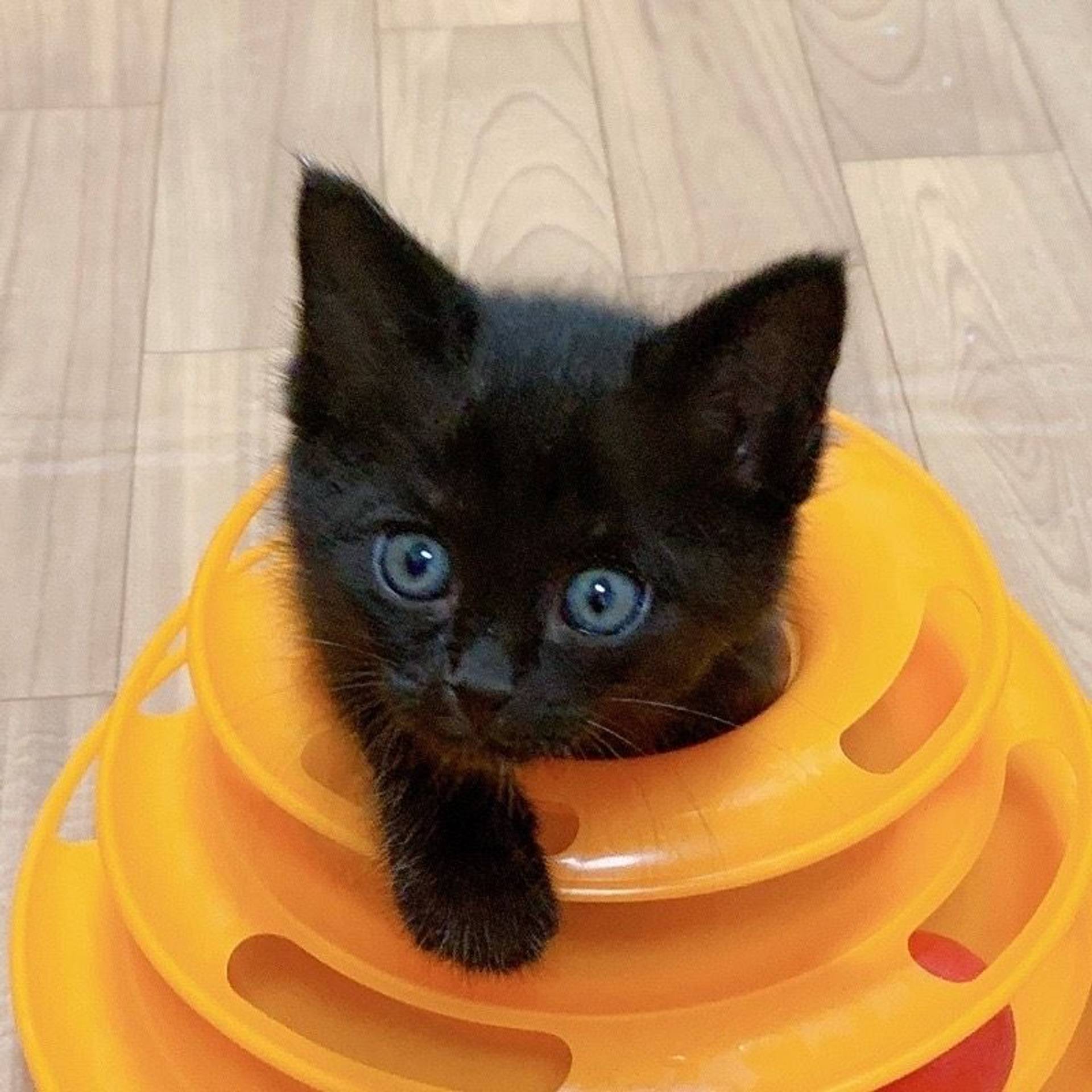 雑種（ミックス猫）・メスの里親募集の写真