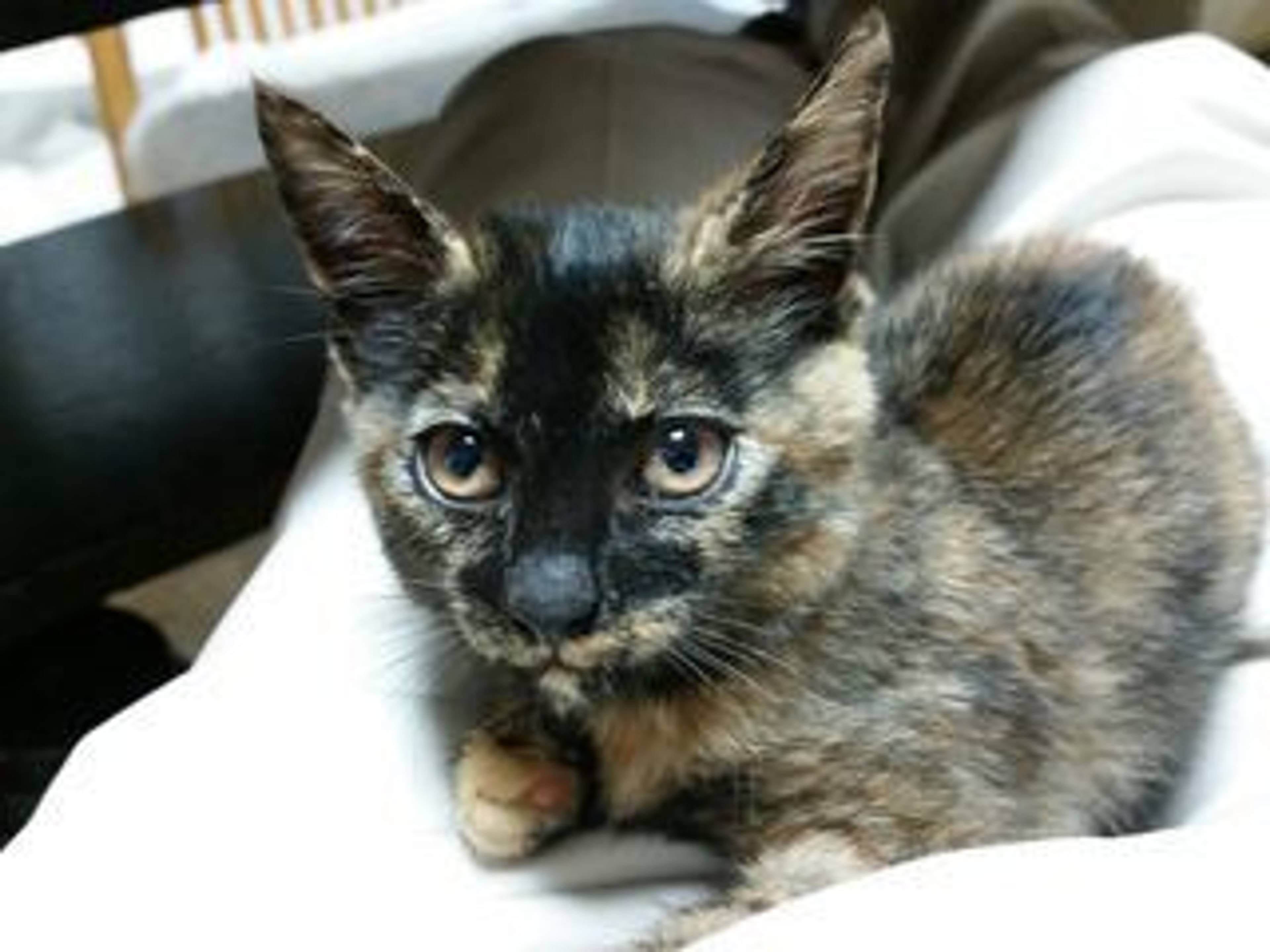 雑種（ミックス猫）・メスの里親募集の写真
