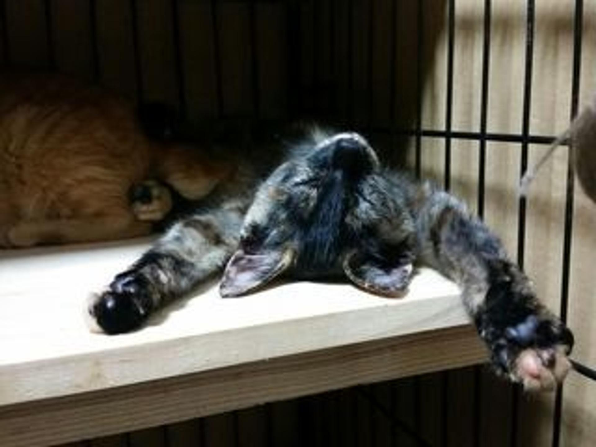 pet-image-2