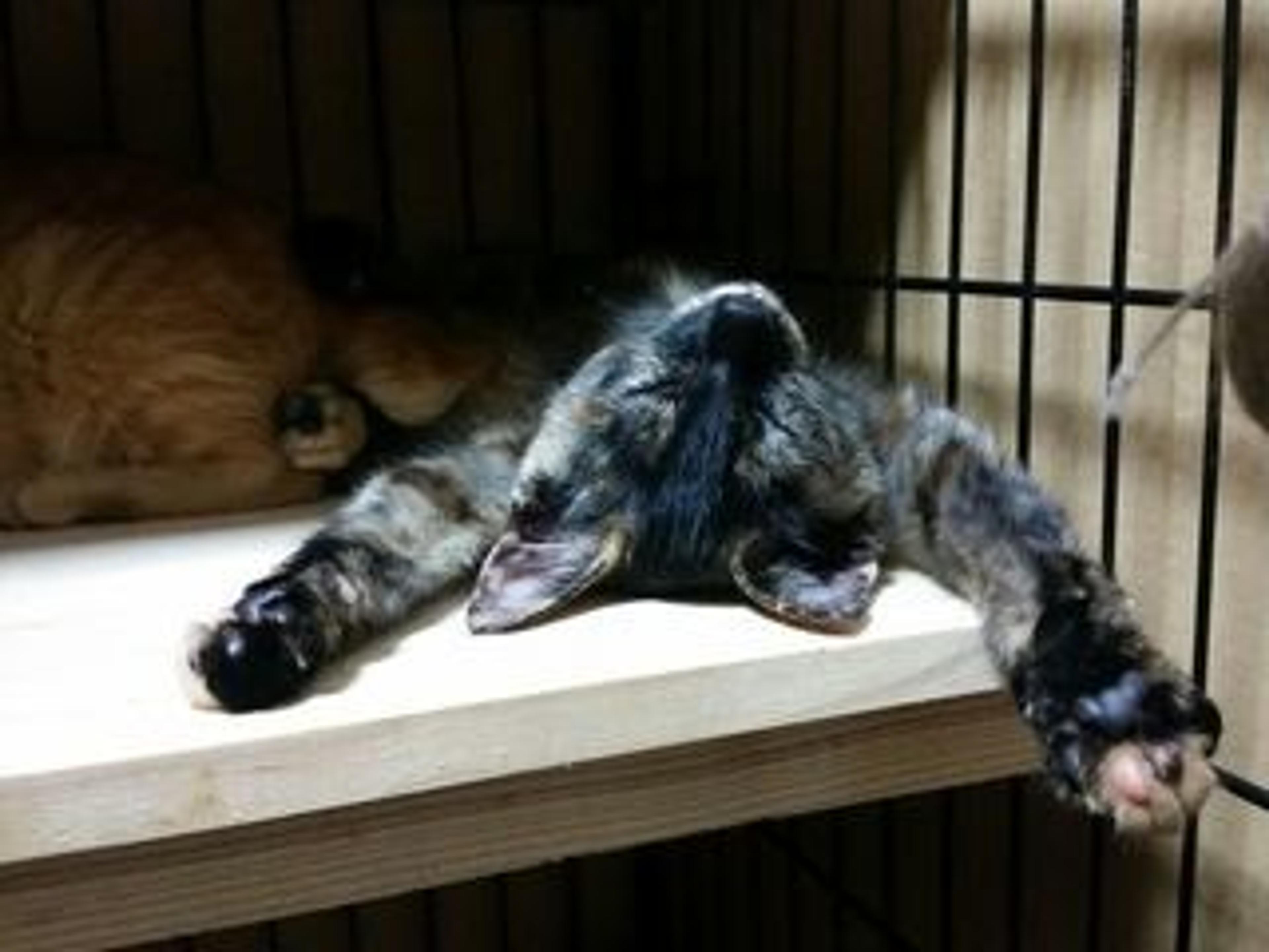 pet-image-2
