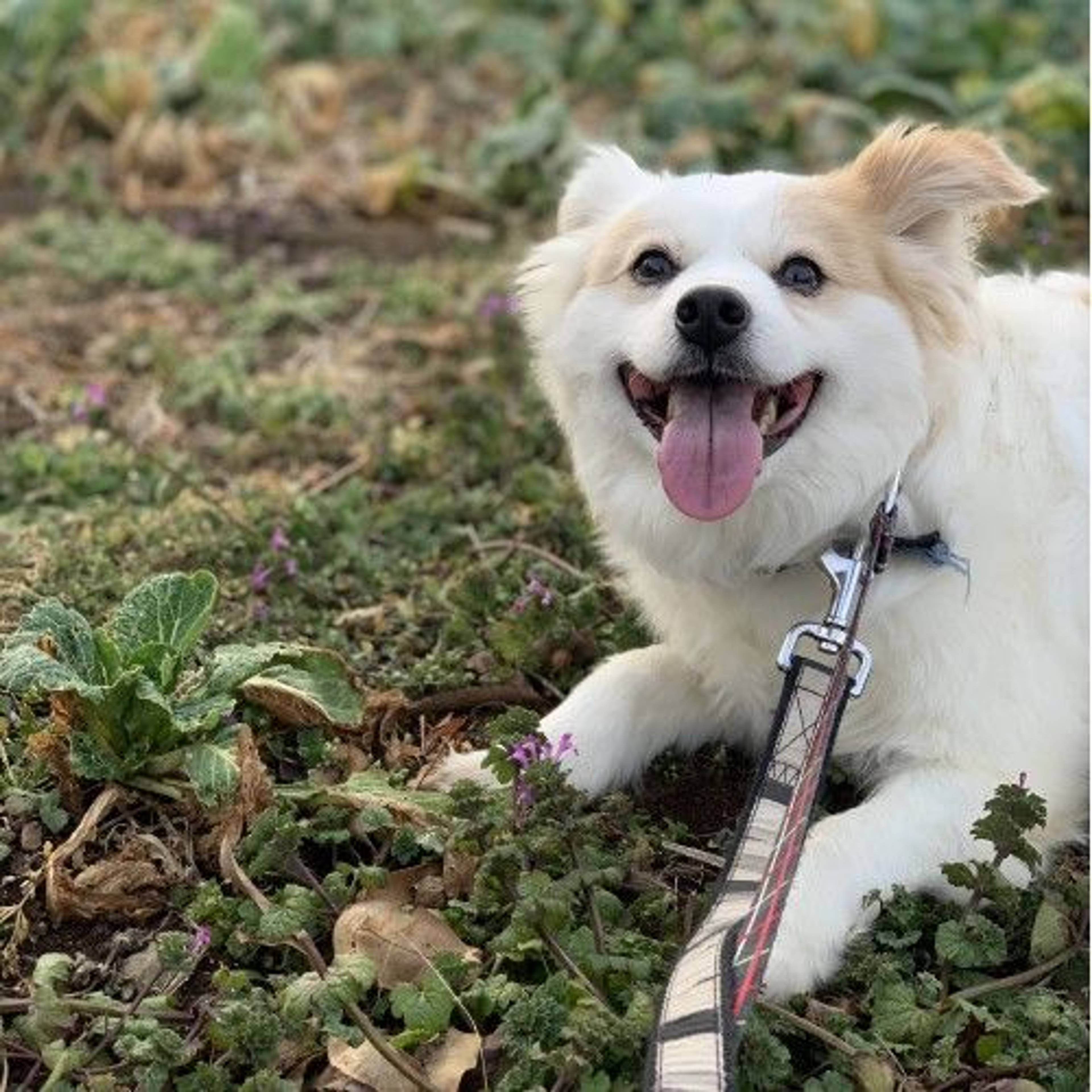 雑種（ミックス犬）・メスの里親募集の写真