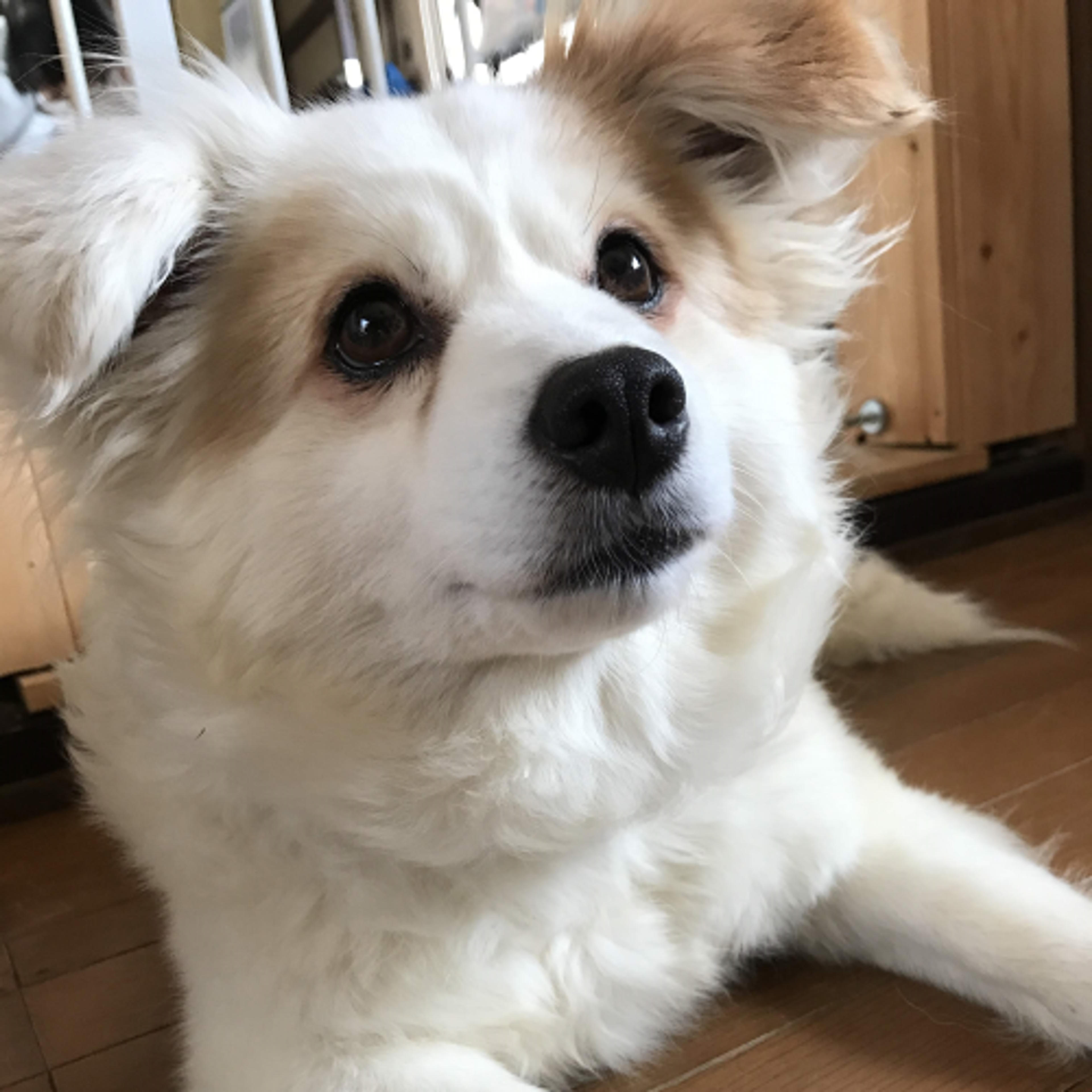 pet-image-2
