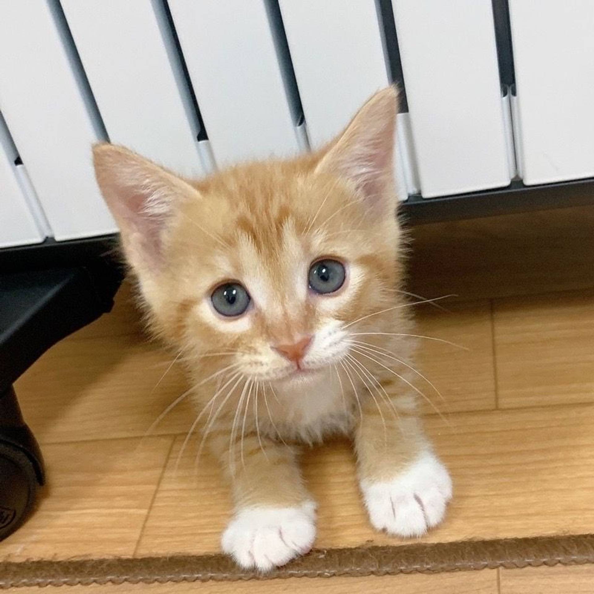 雑種（ミックス猫）・オスの里親募集の写真