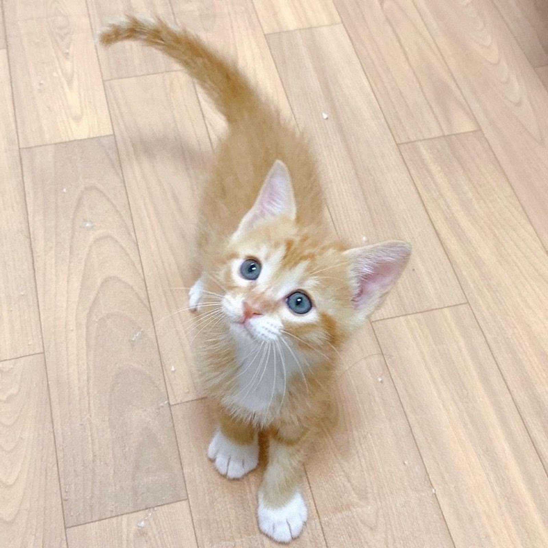 pet-image-2