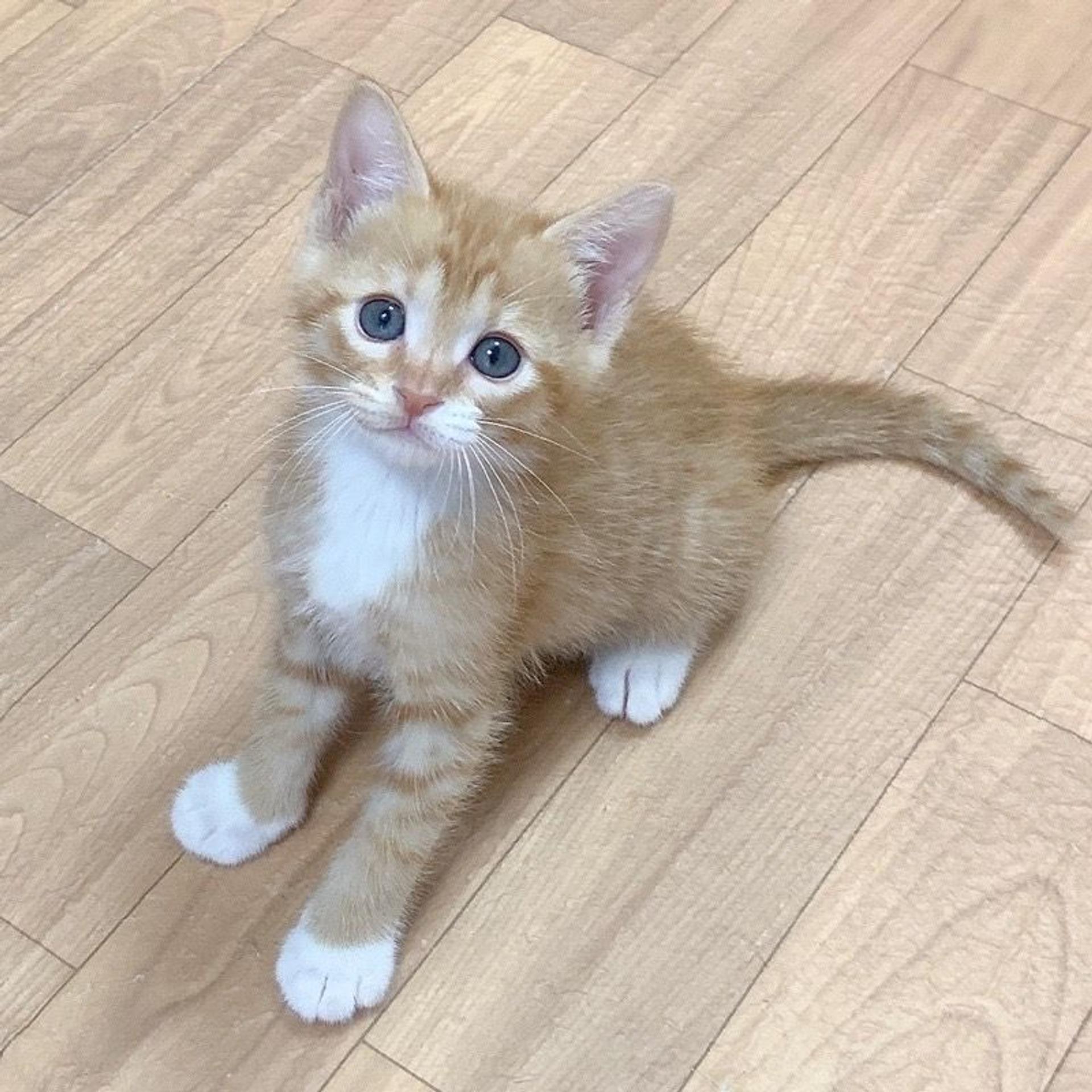pet-image-3