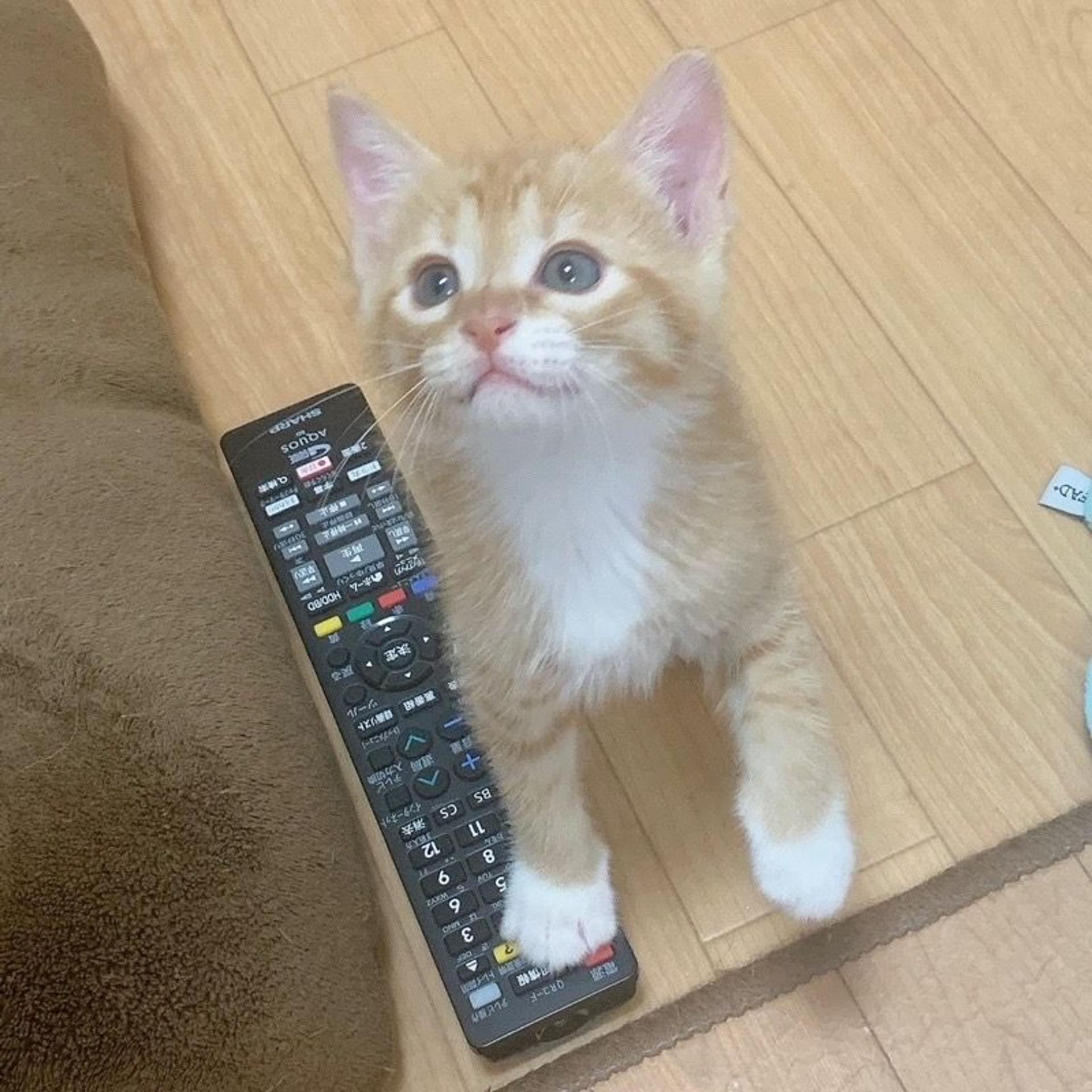 pet-image-6