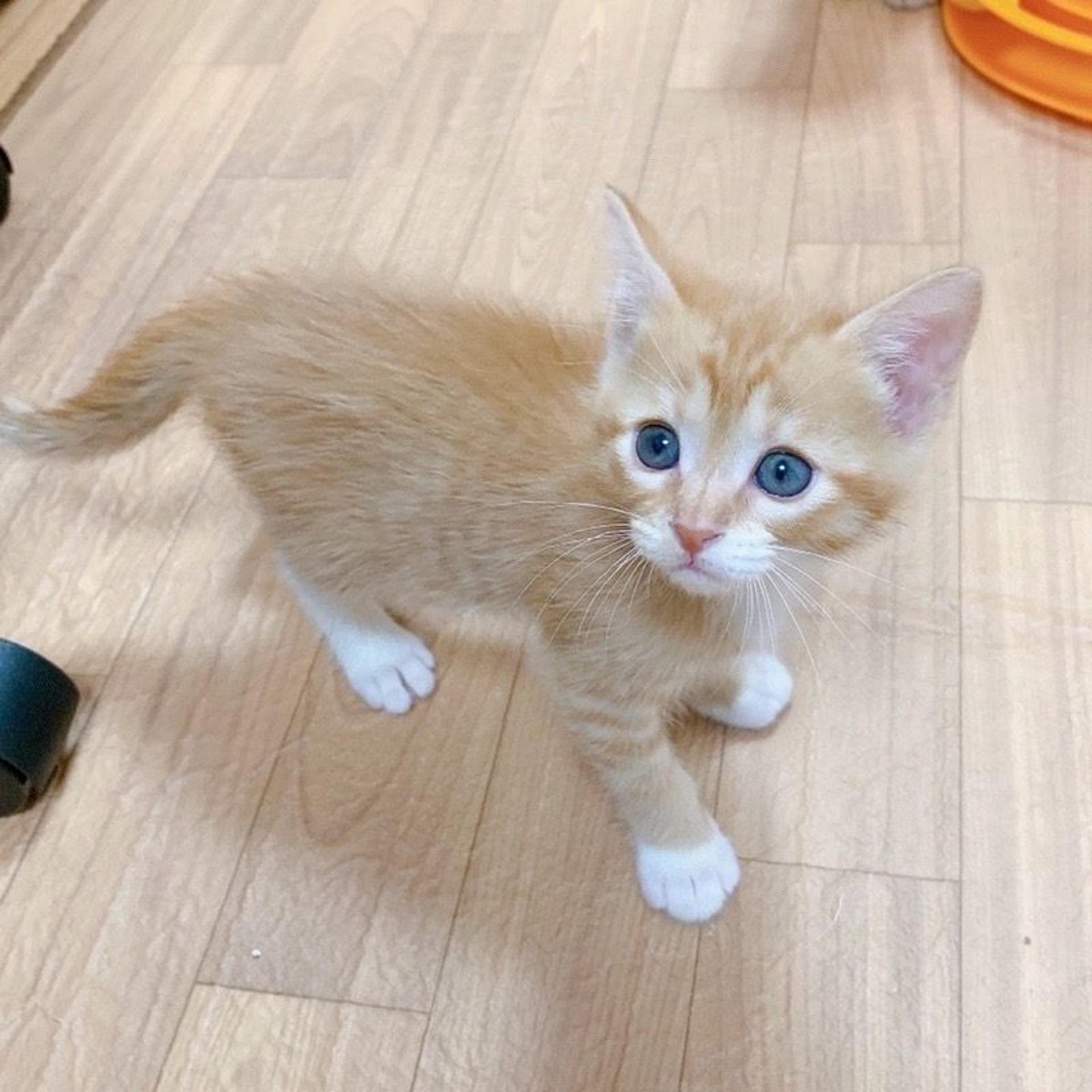 pet-image-8