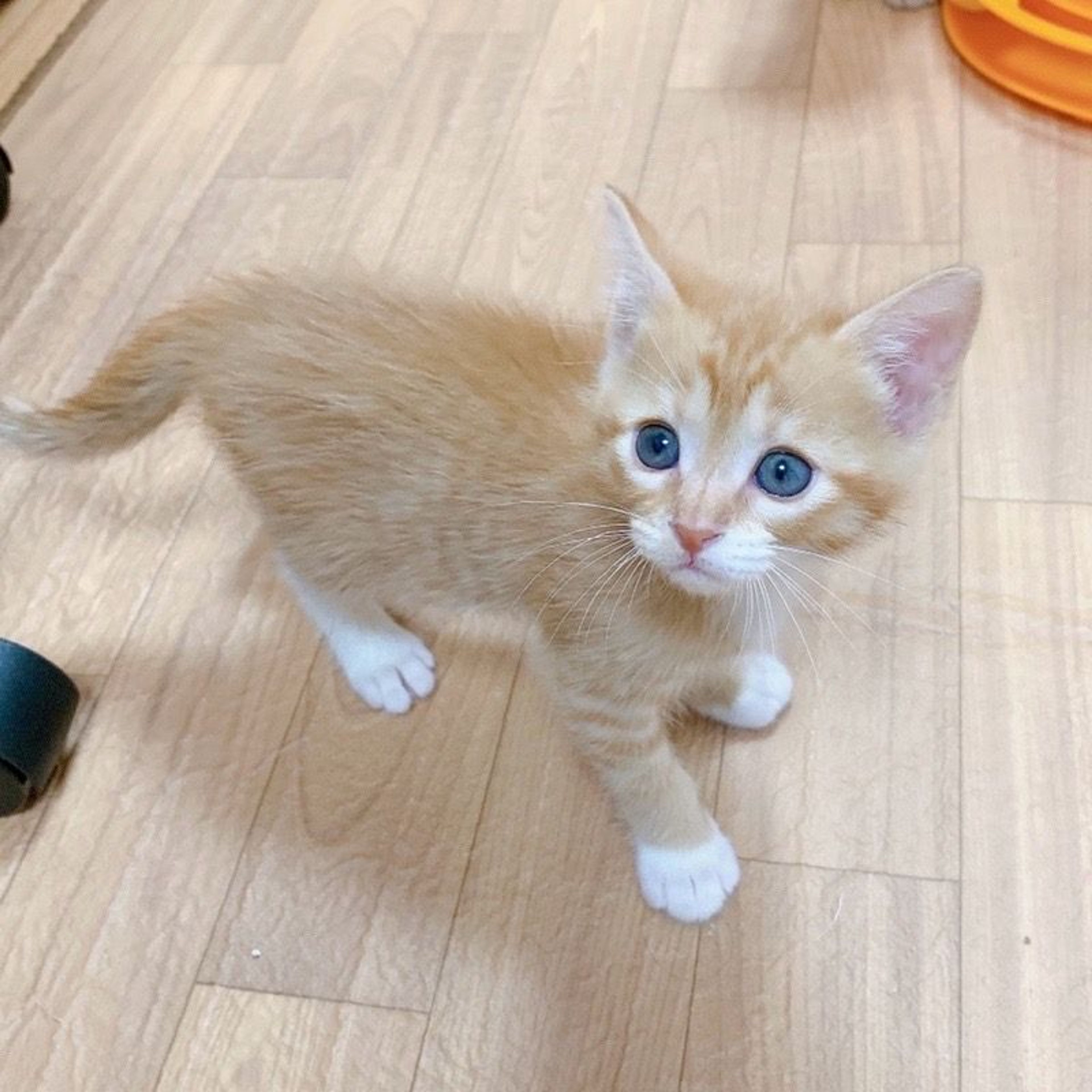 pet-image-8