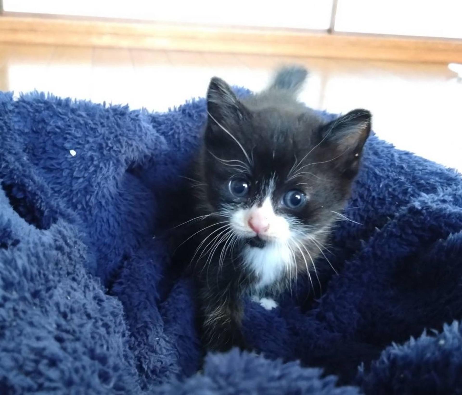 pet-image-3