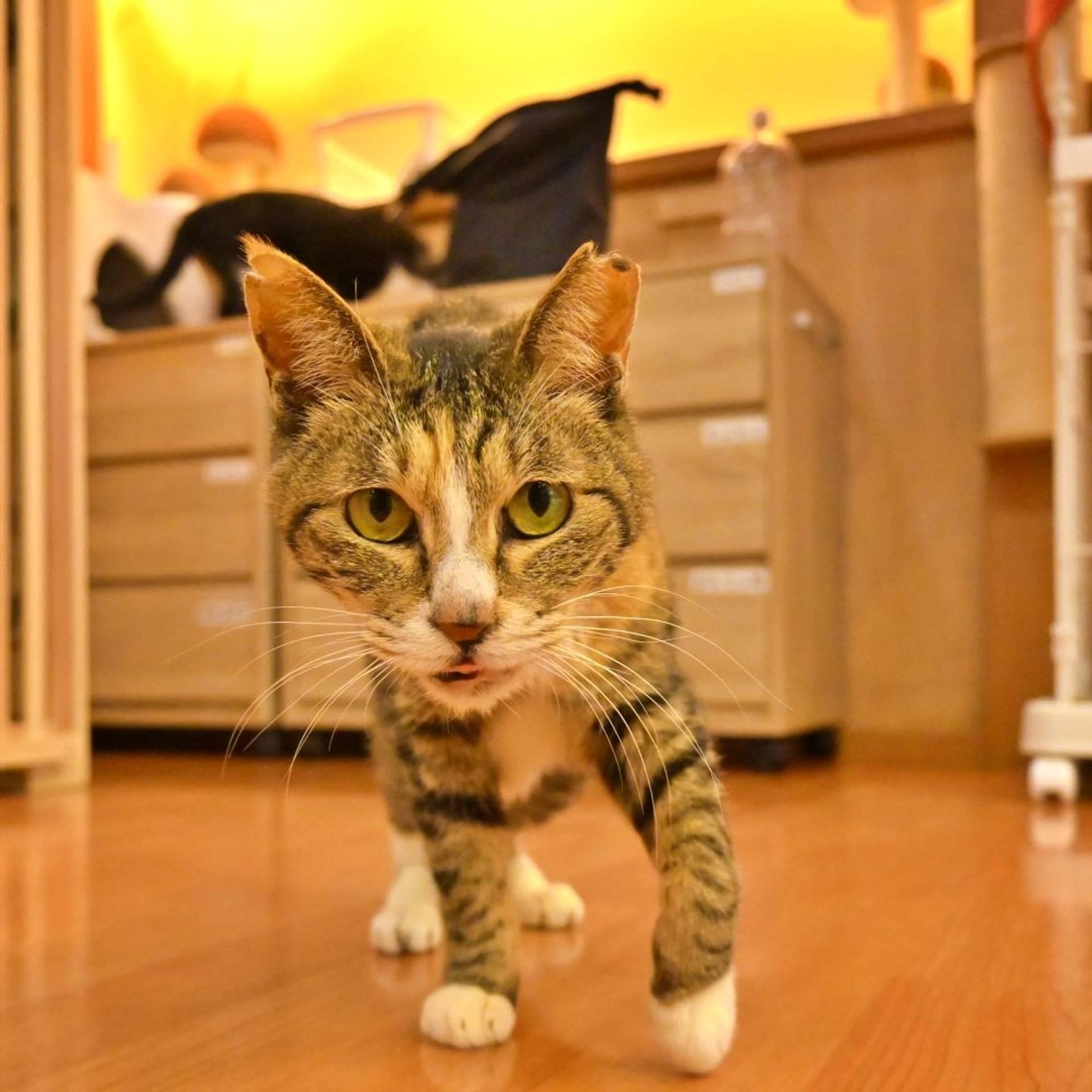 雑種（ミックス猫）・メスの里親募集の写真