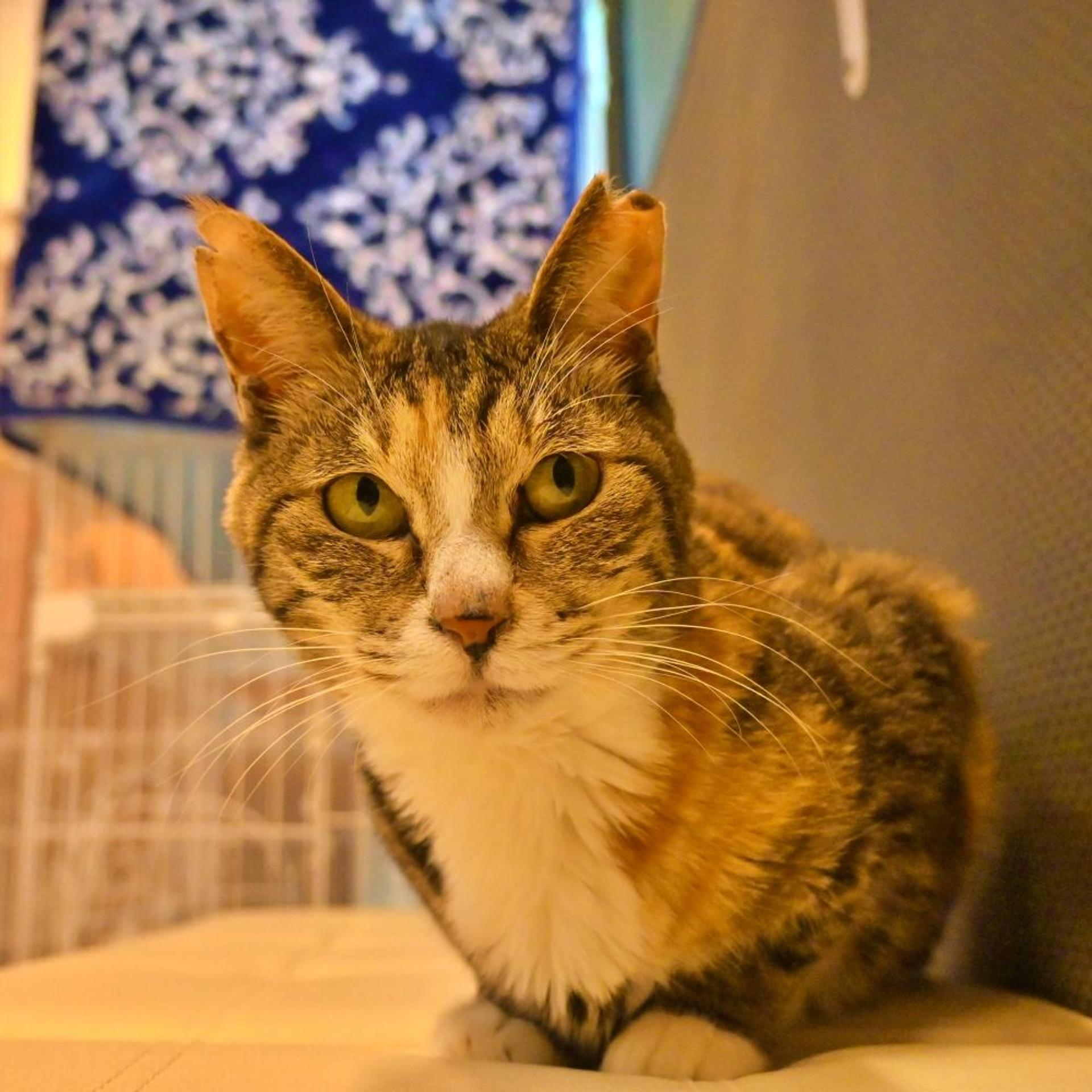 pet-image-2