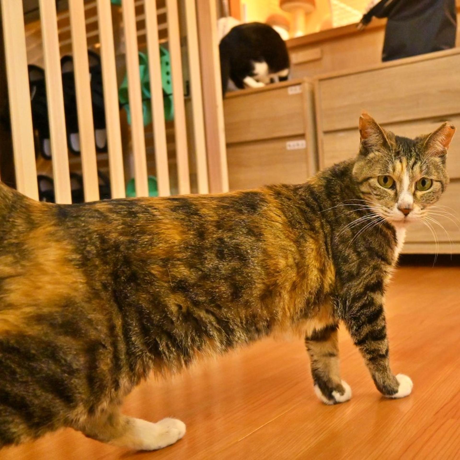 pet-image-3