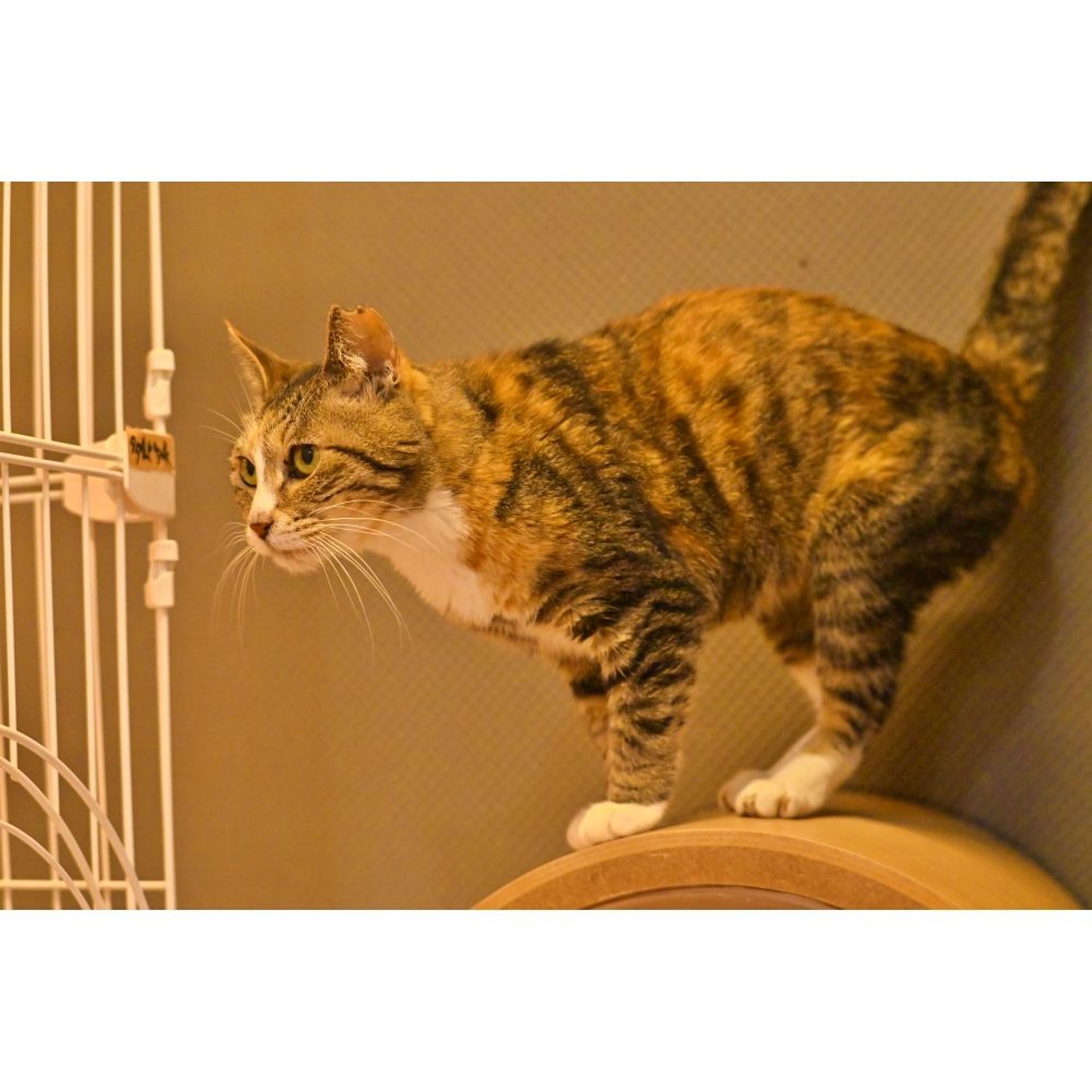 pet-image-4
