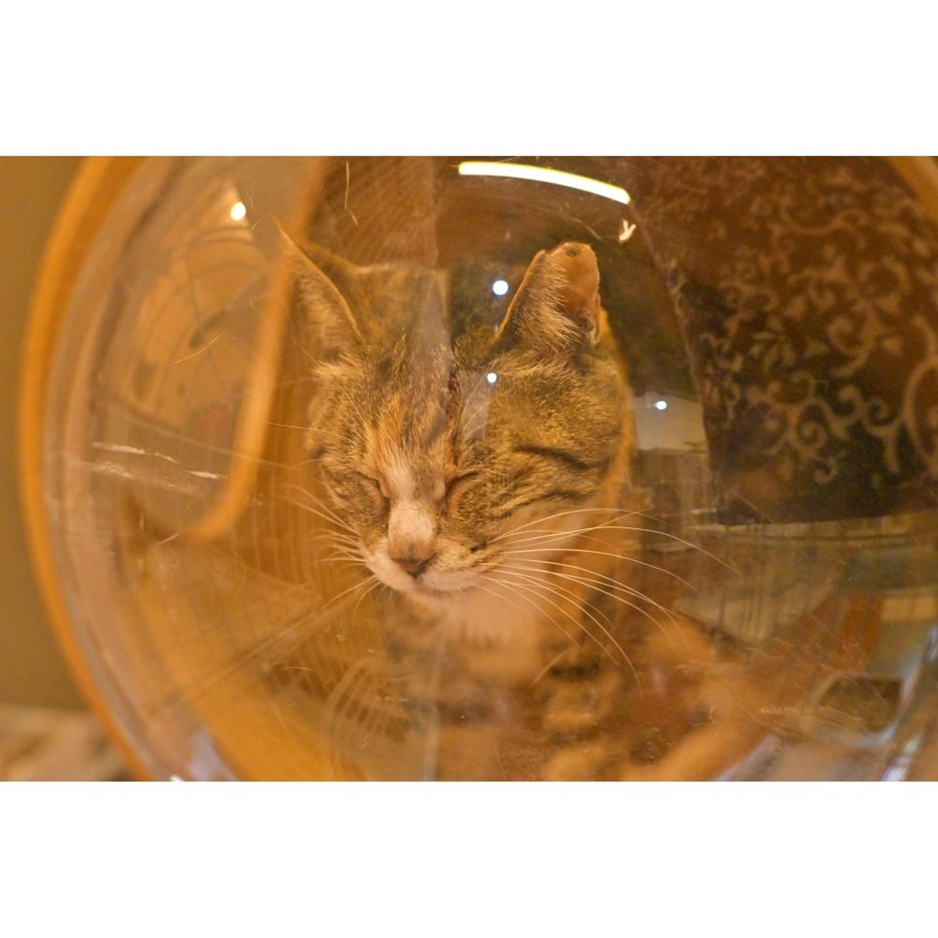 pet-image-5