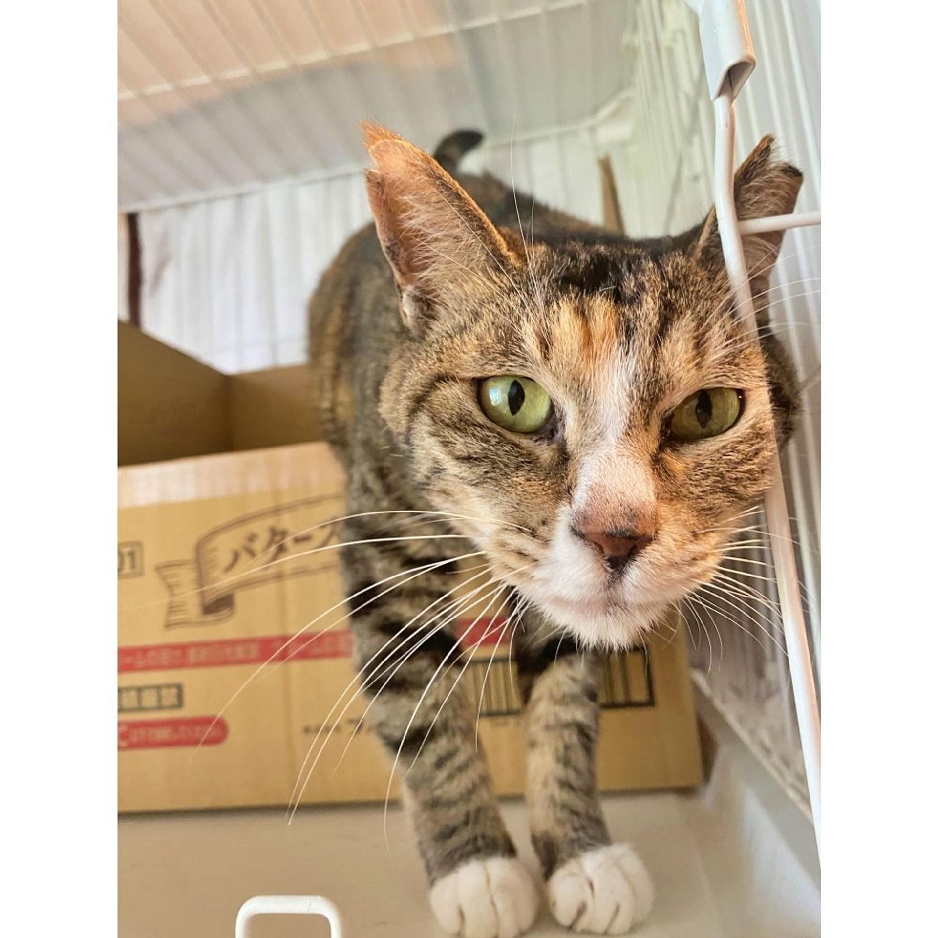 pet-image-9
