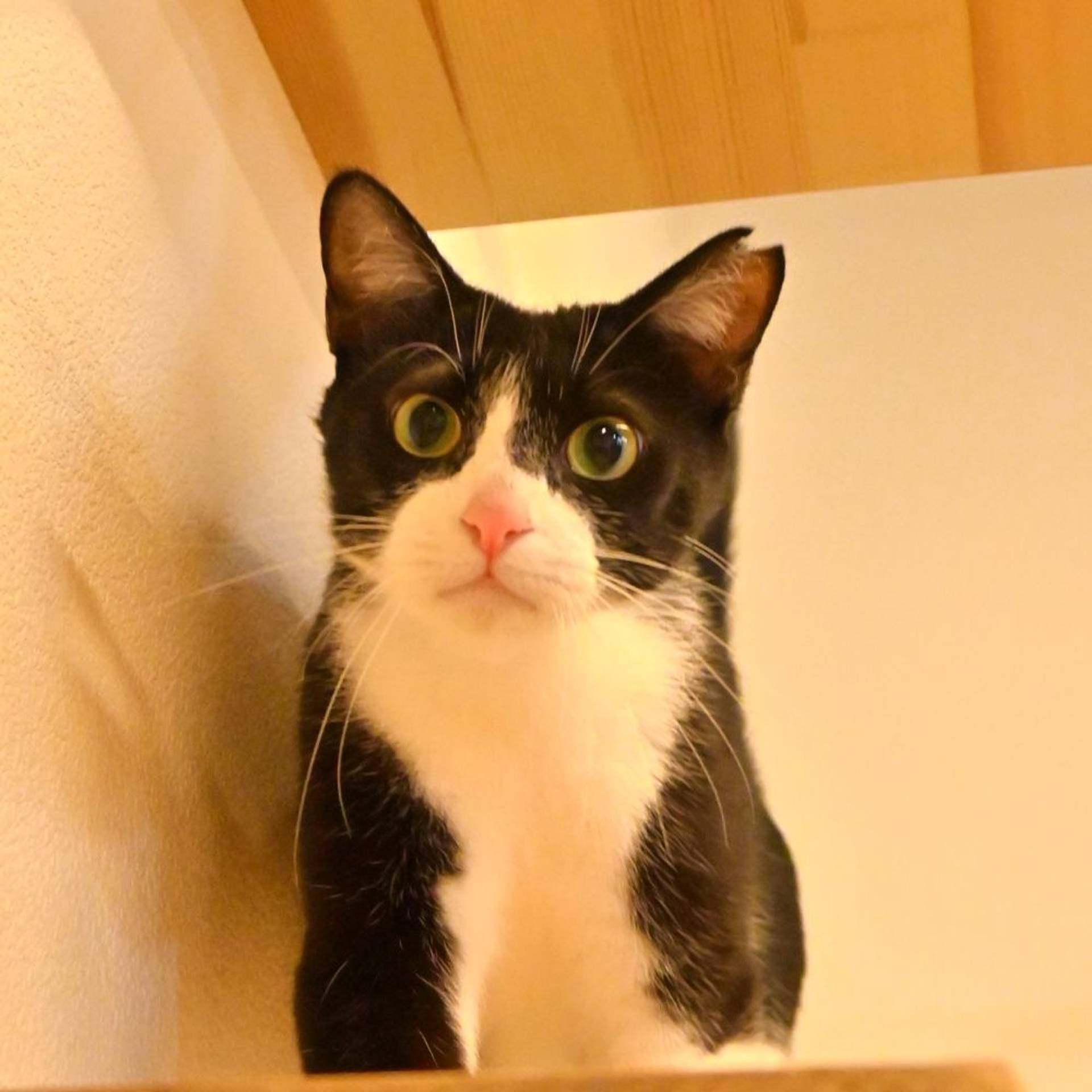 雑種（ミックス猫）・メスの里親募集の写真