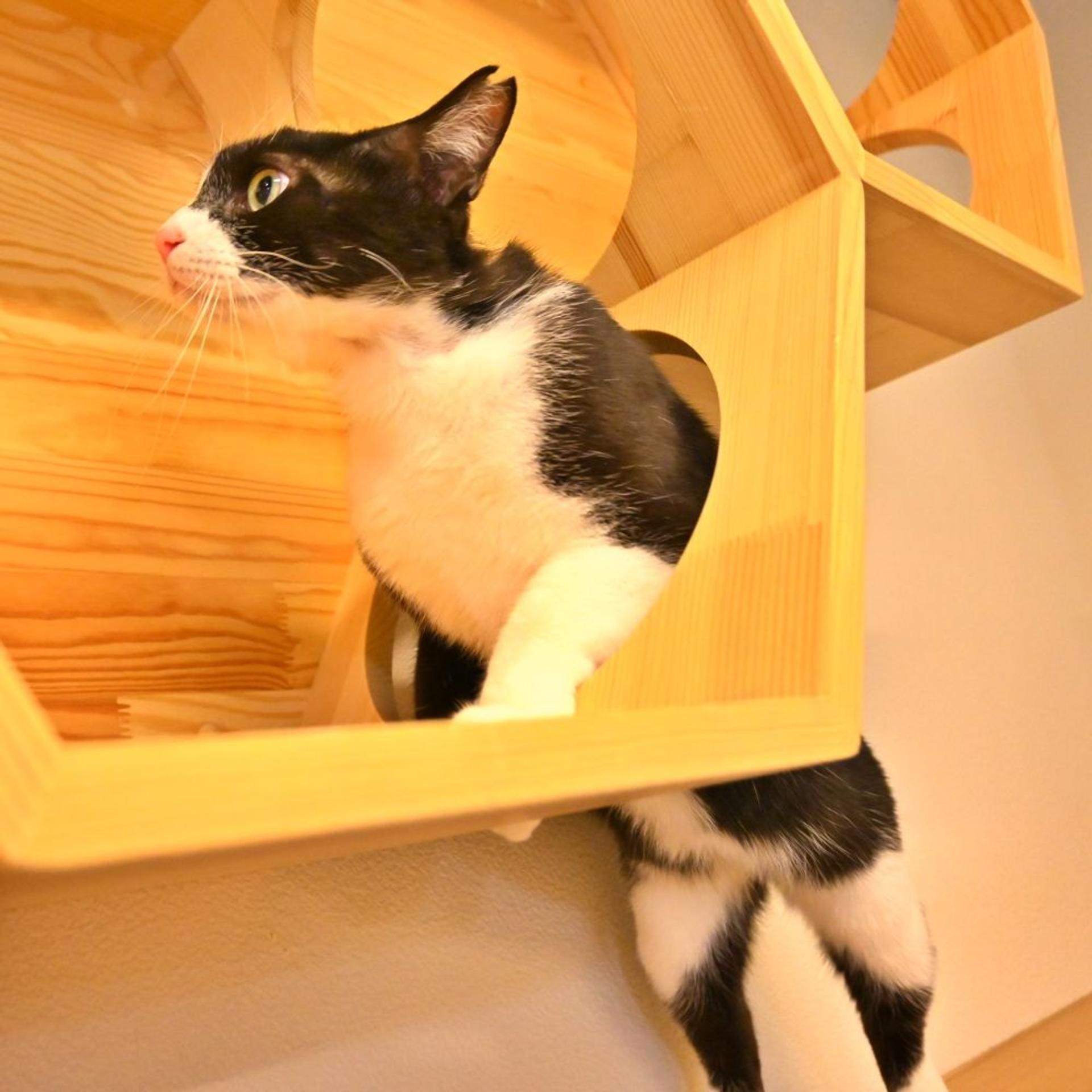 pet-image-4