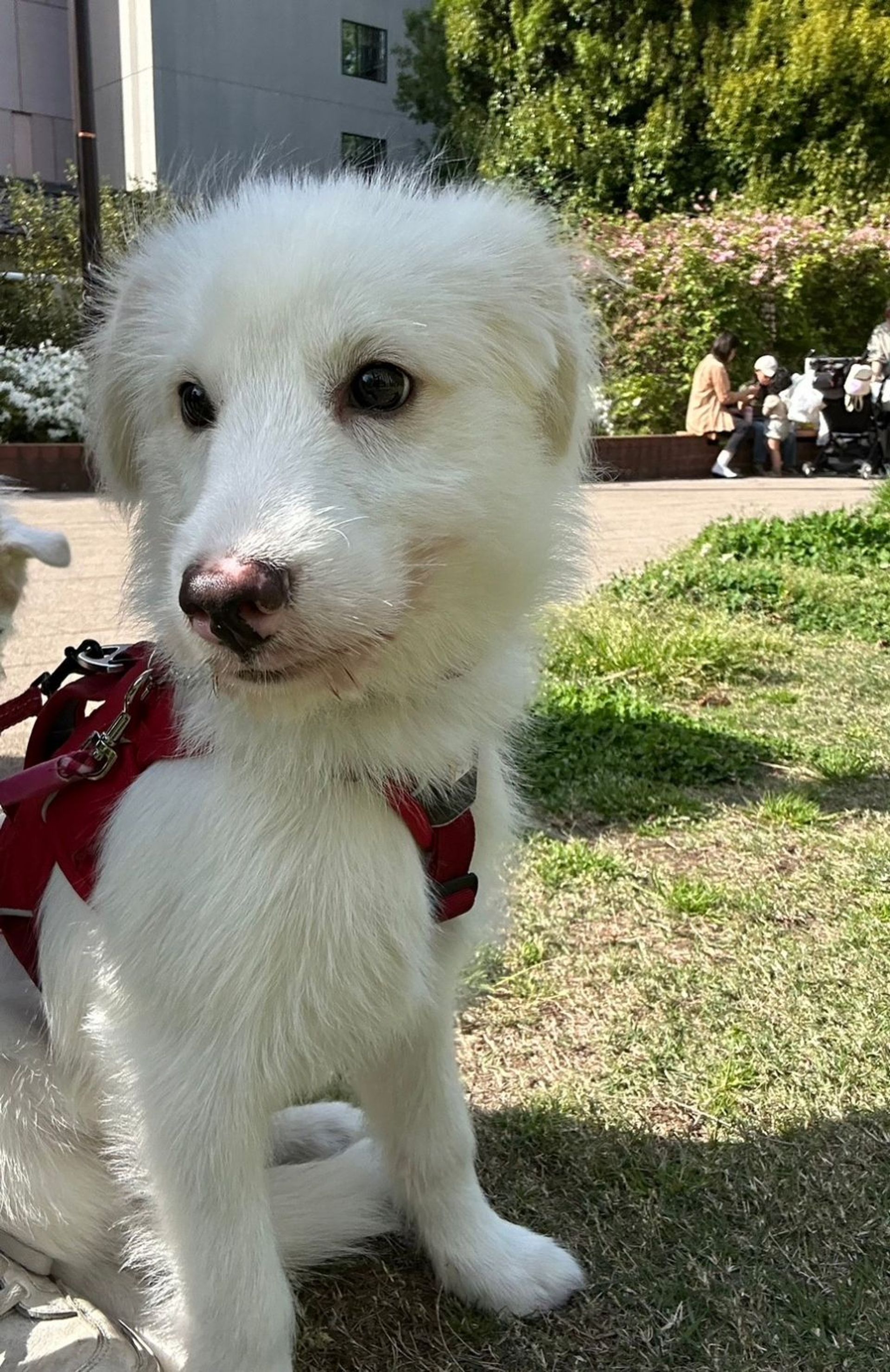 雑種（ミックス犬）・オスの里親募集の写真