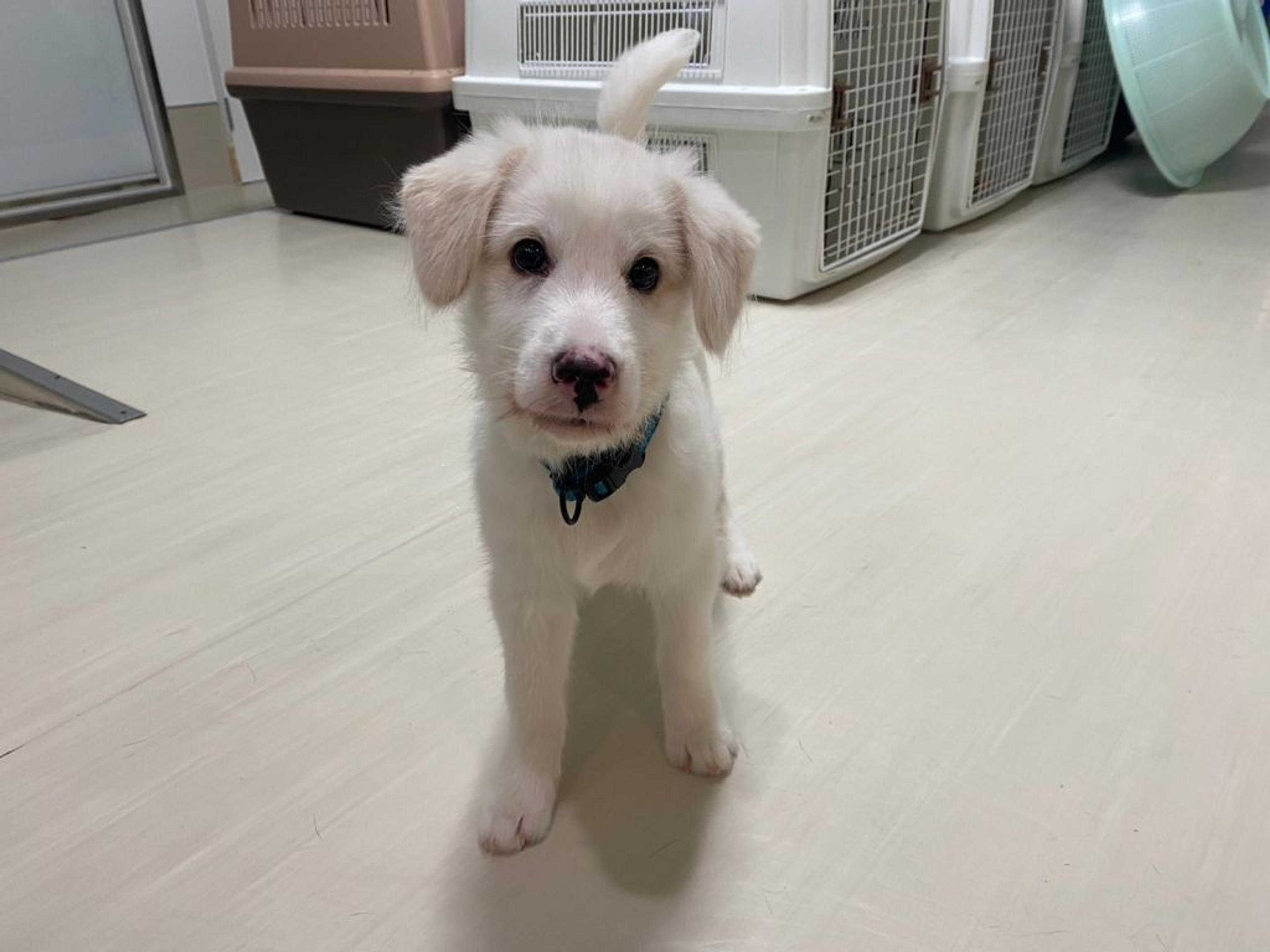 pet-image-2