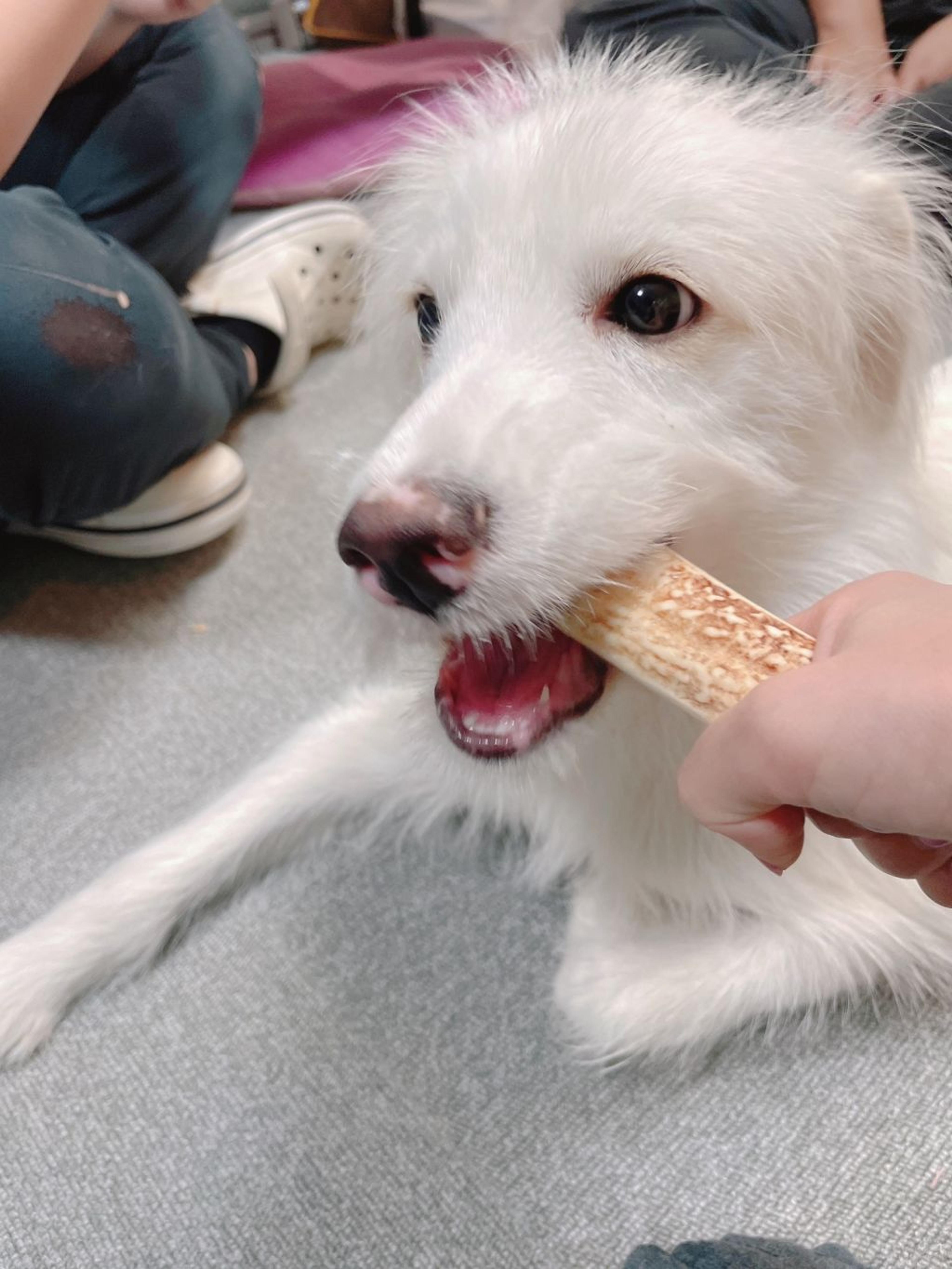 pet-image-4