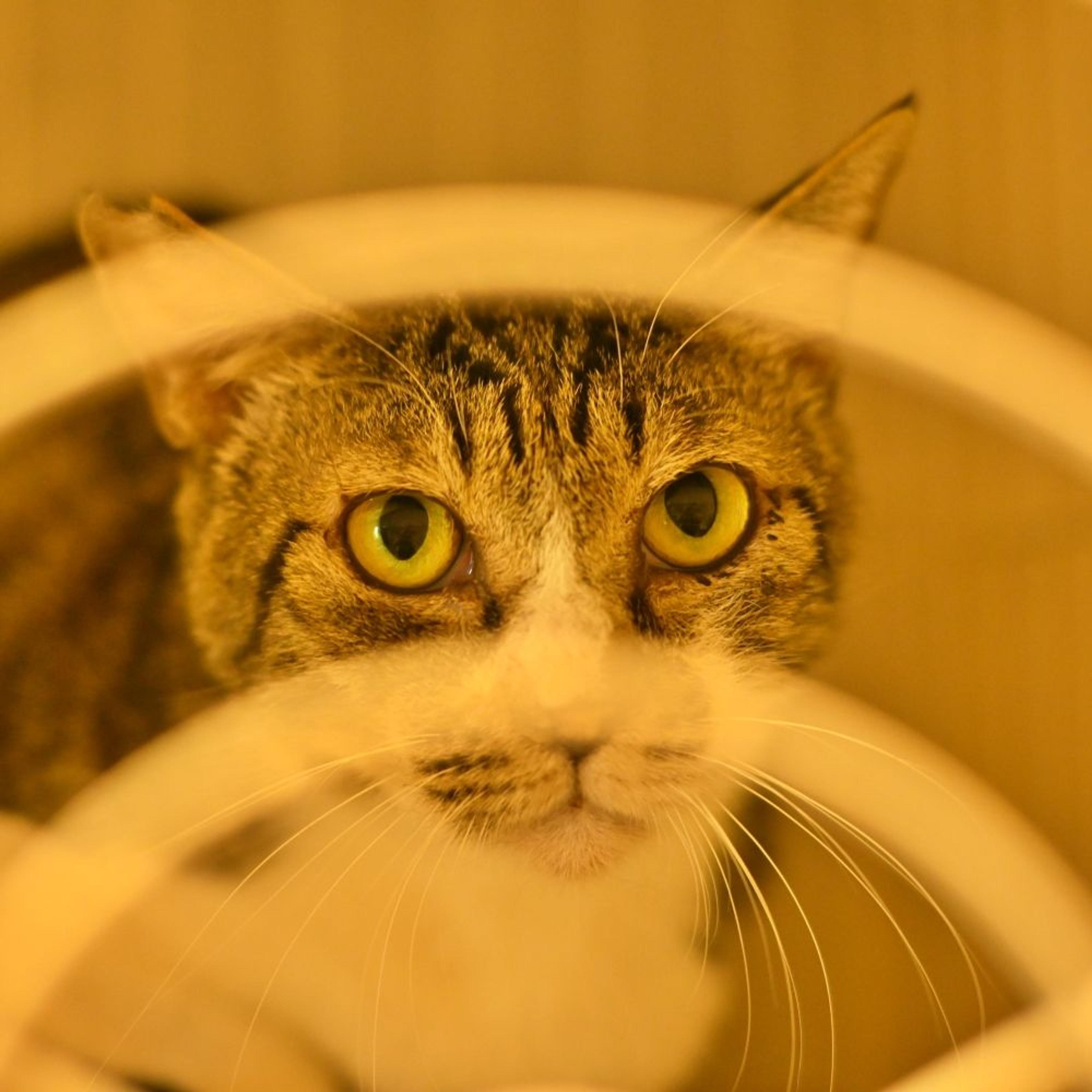 pet-image-2