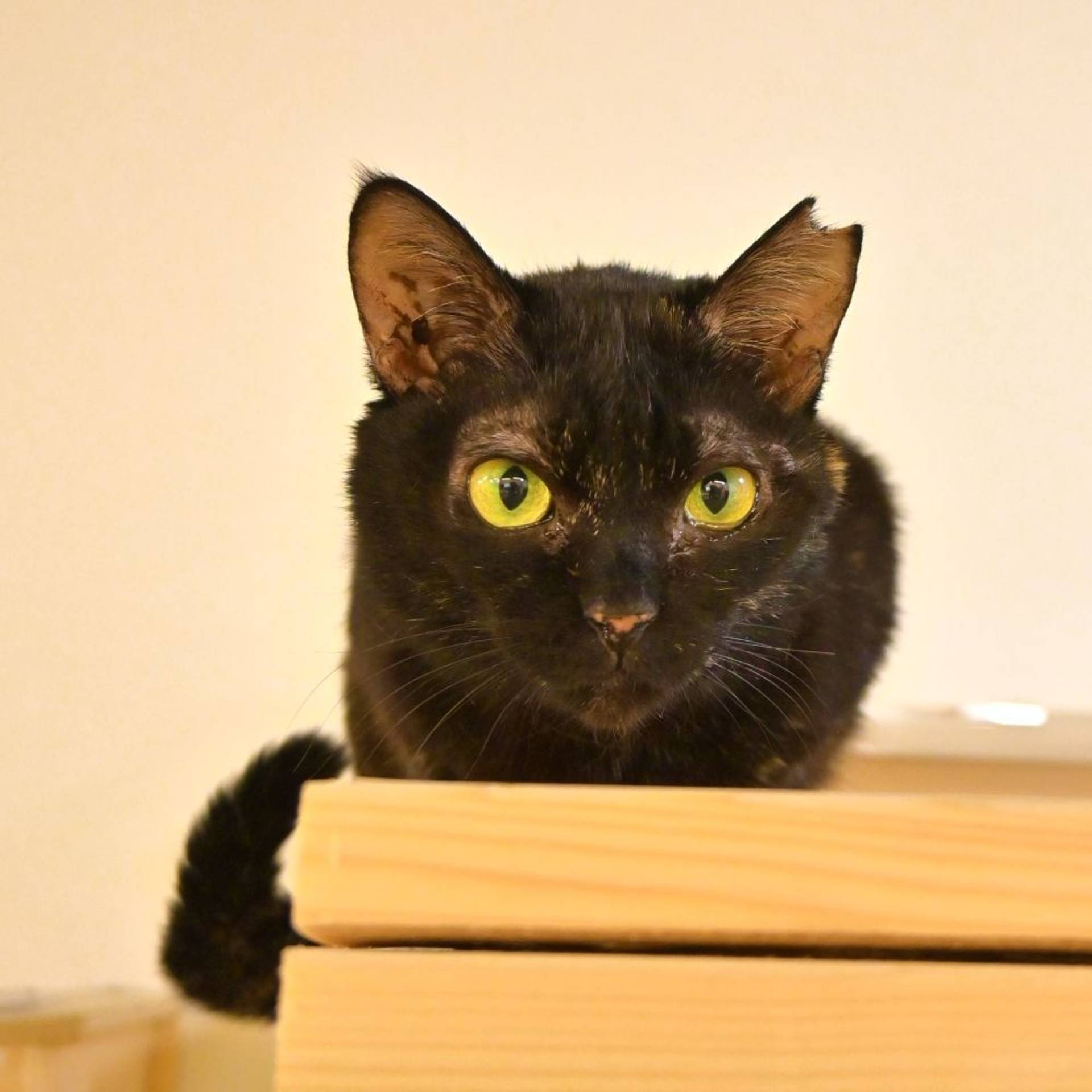 雑種（ミックス猫）・メスの里親募集の写真