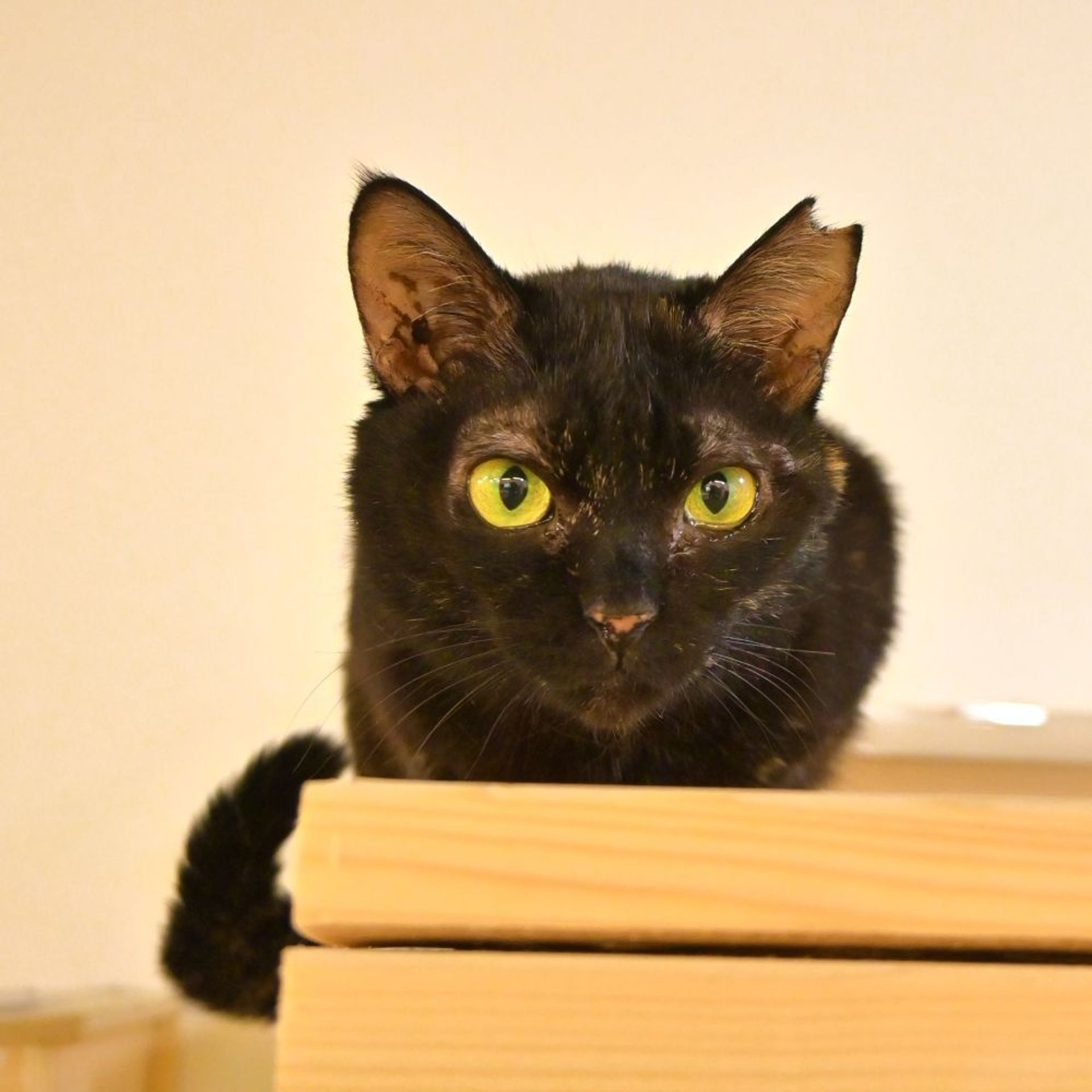 雑種（ミックス猫）・メスの里親募集の写真