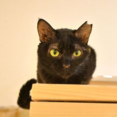 ちょこの写真