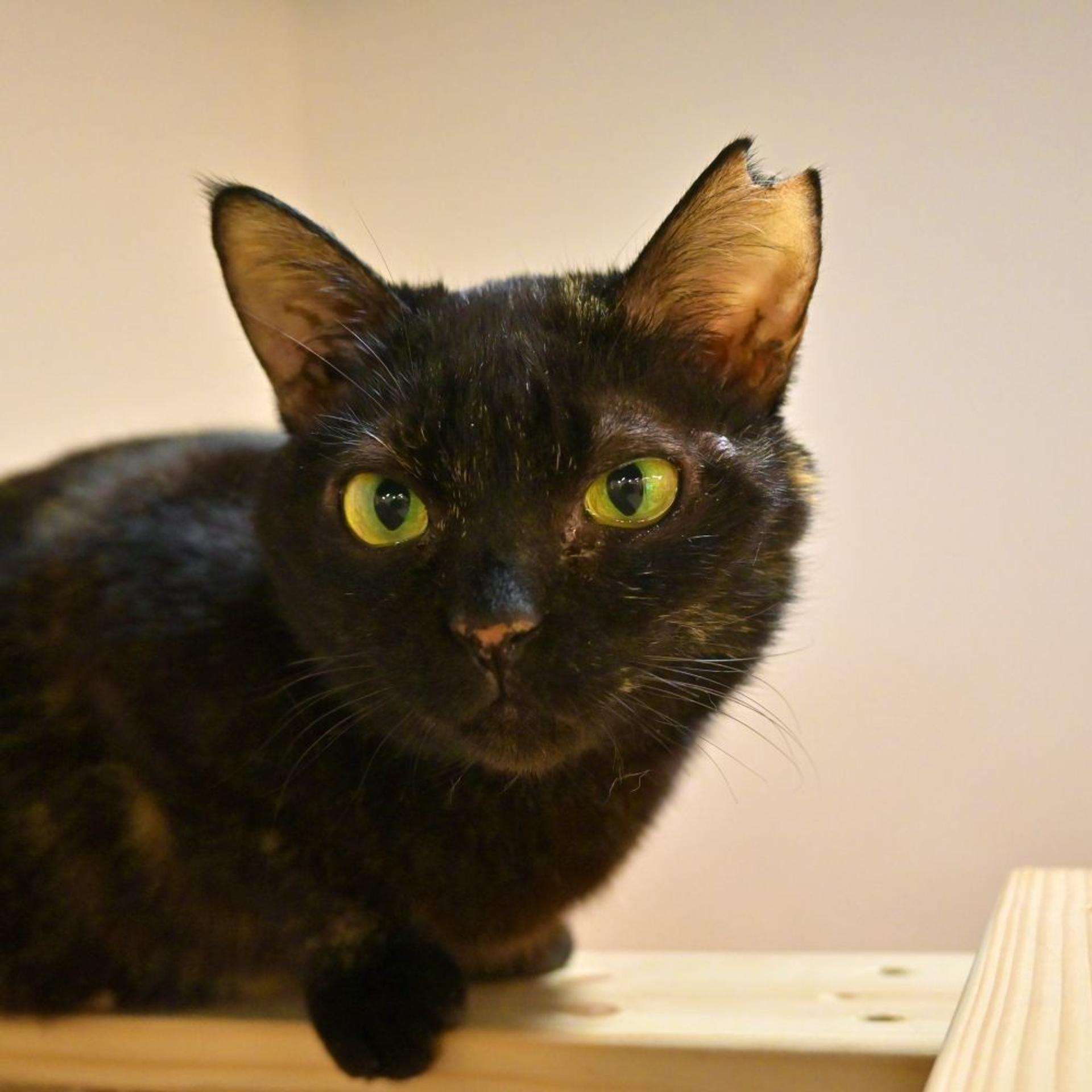 pet-image-2