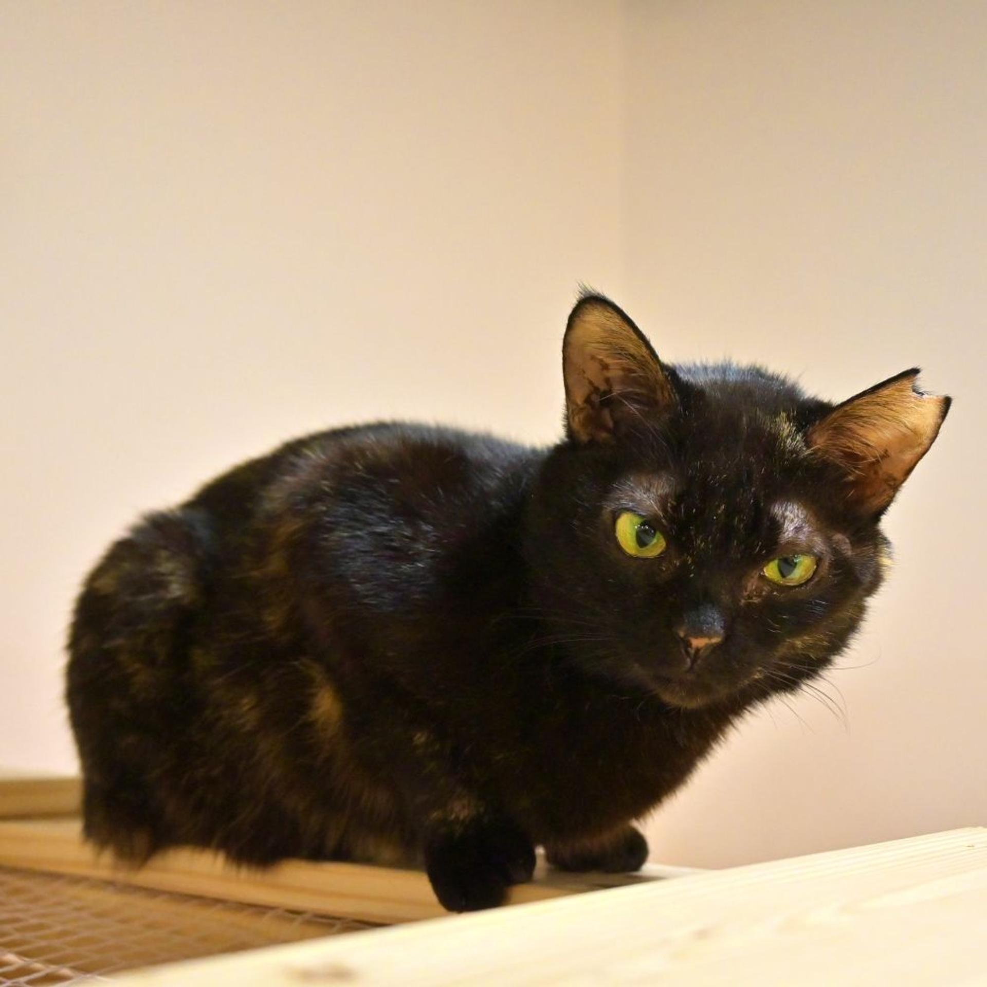 pet-image-3