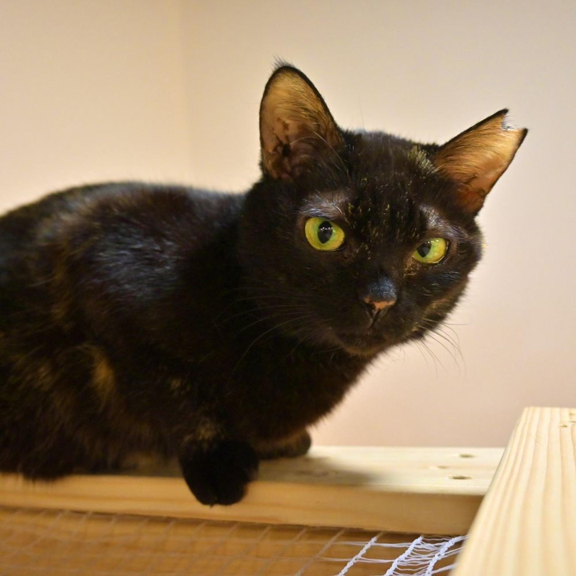 pet-image-4