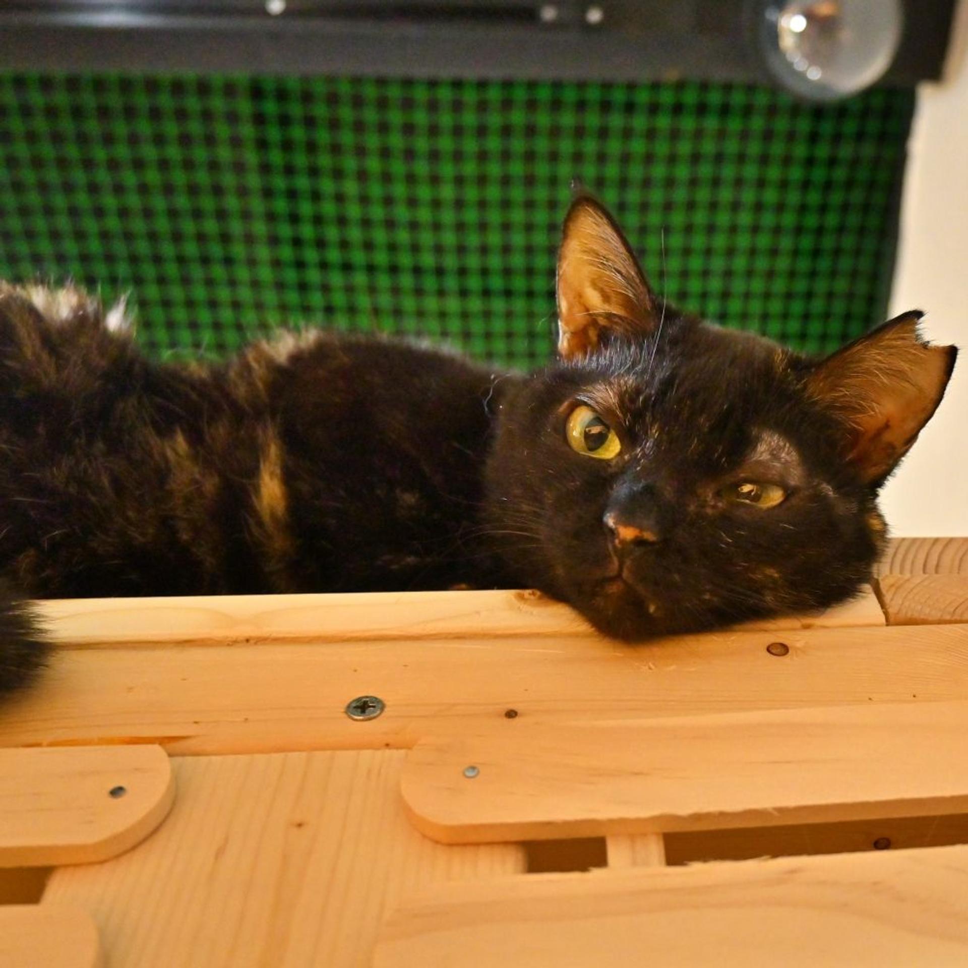 pet-image-5