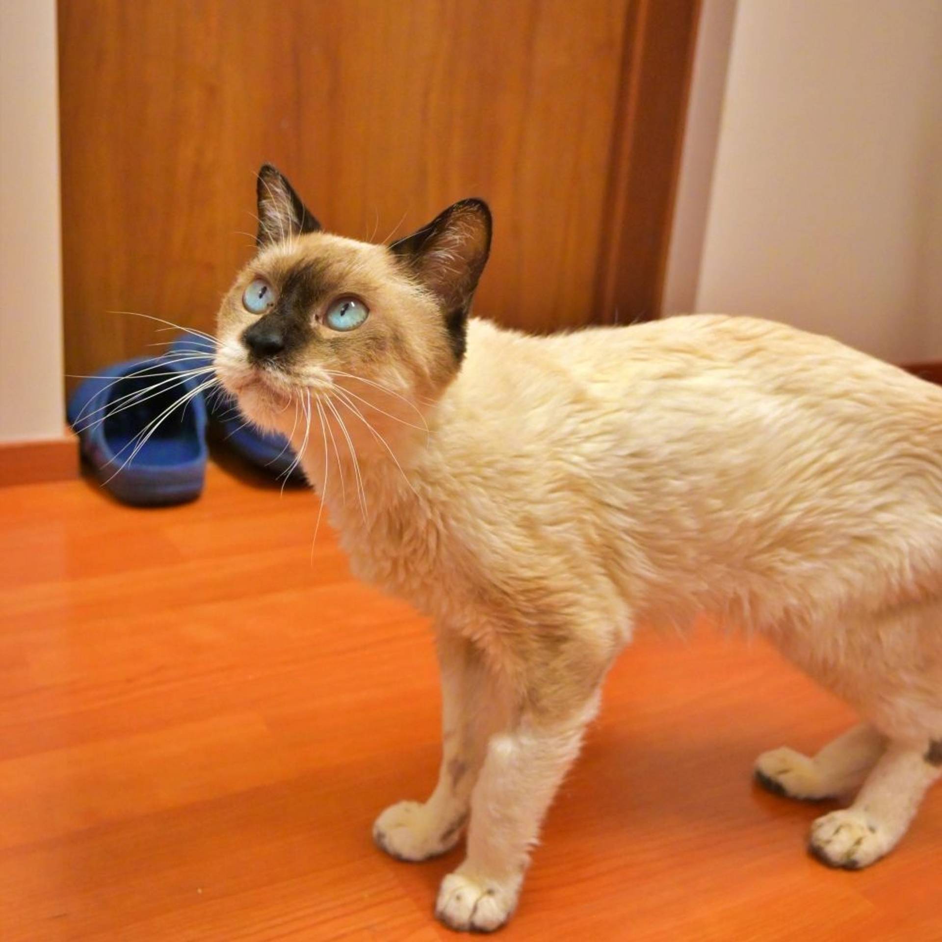 雑種（ミックス猫）・オスの里親募集の写真