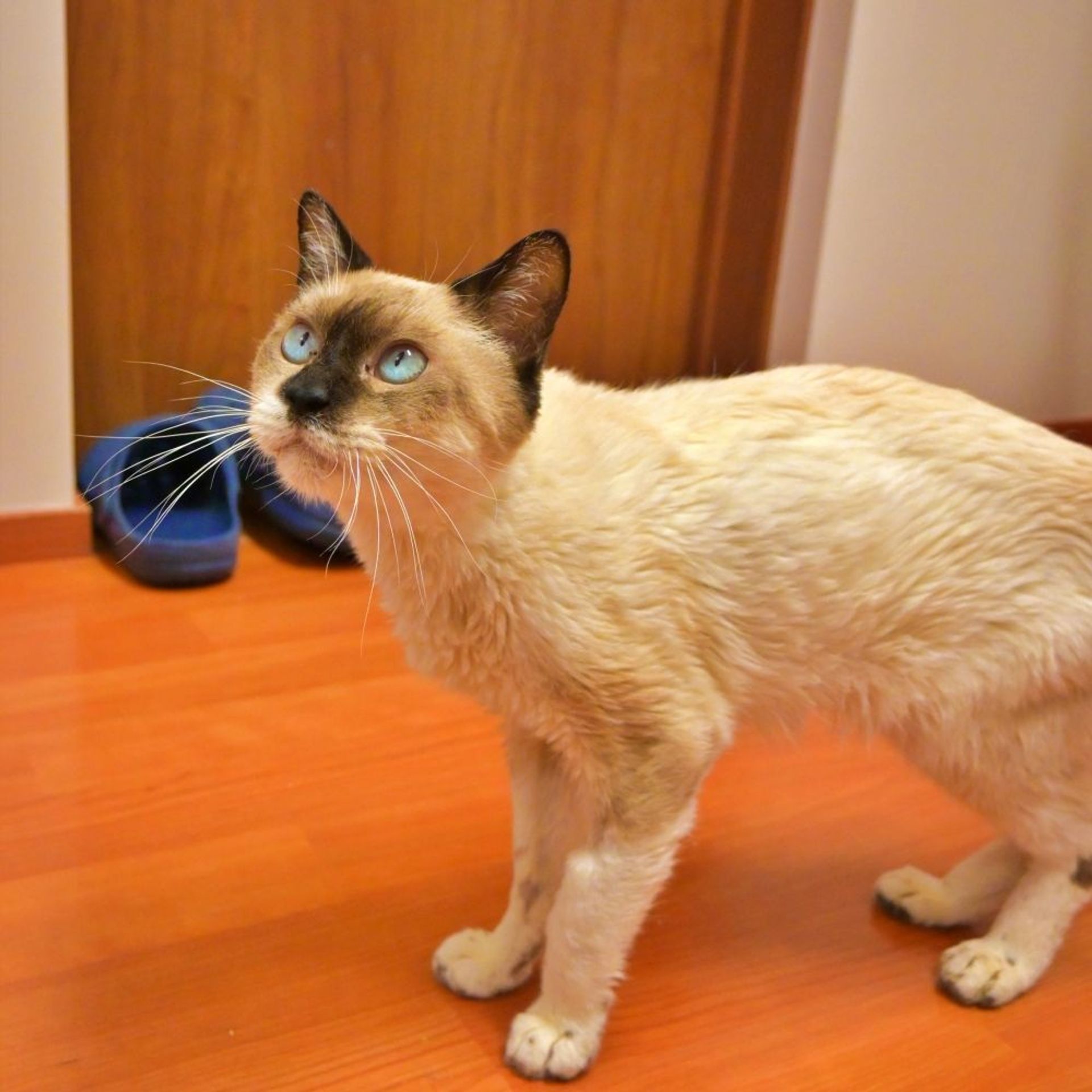 雑種（ミックス猫）・オスの里親募集の写真