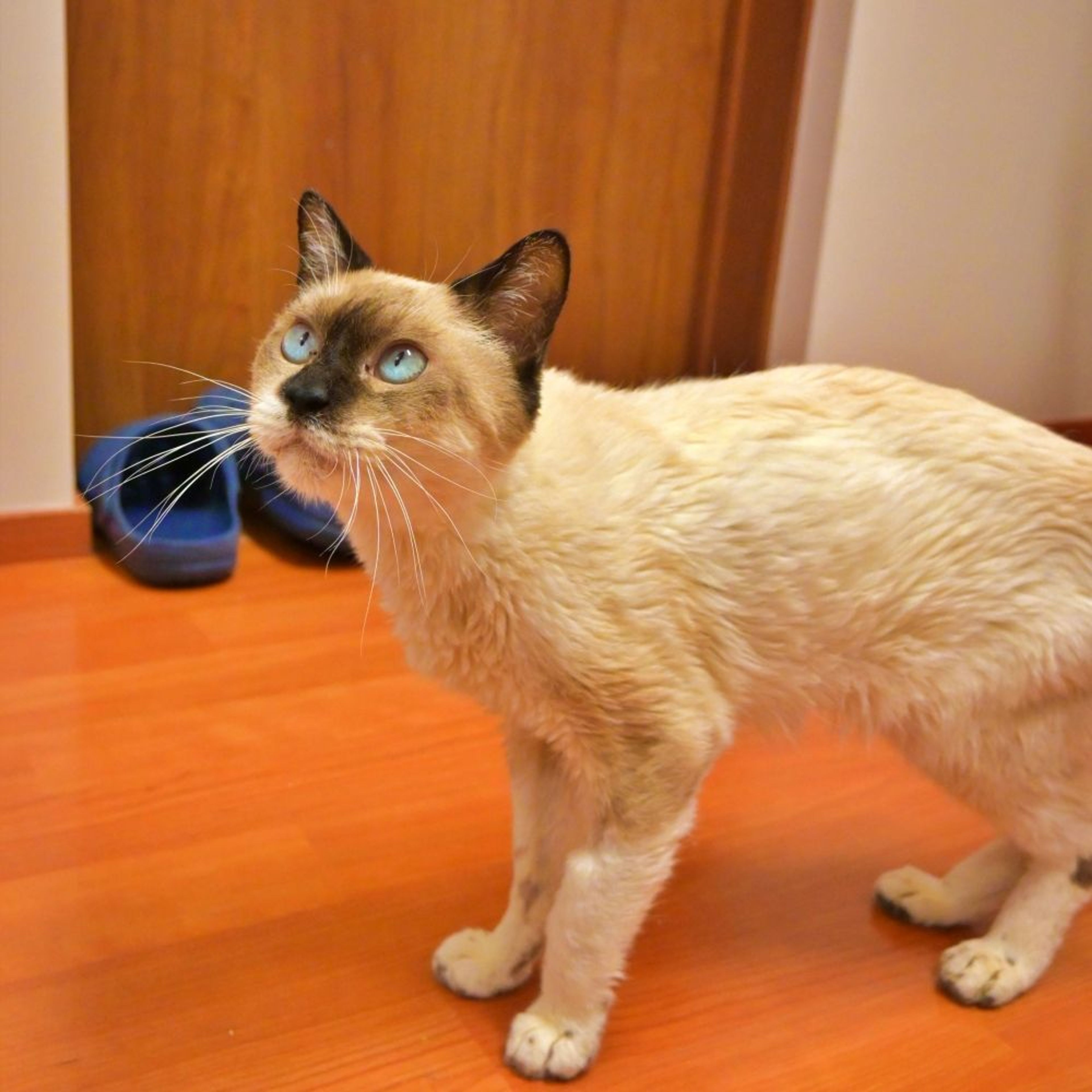 雑種（ミックス猫）・オスの里親募集の写真