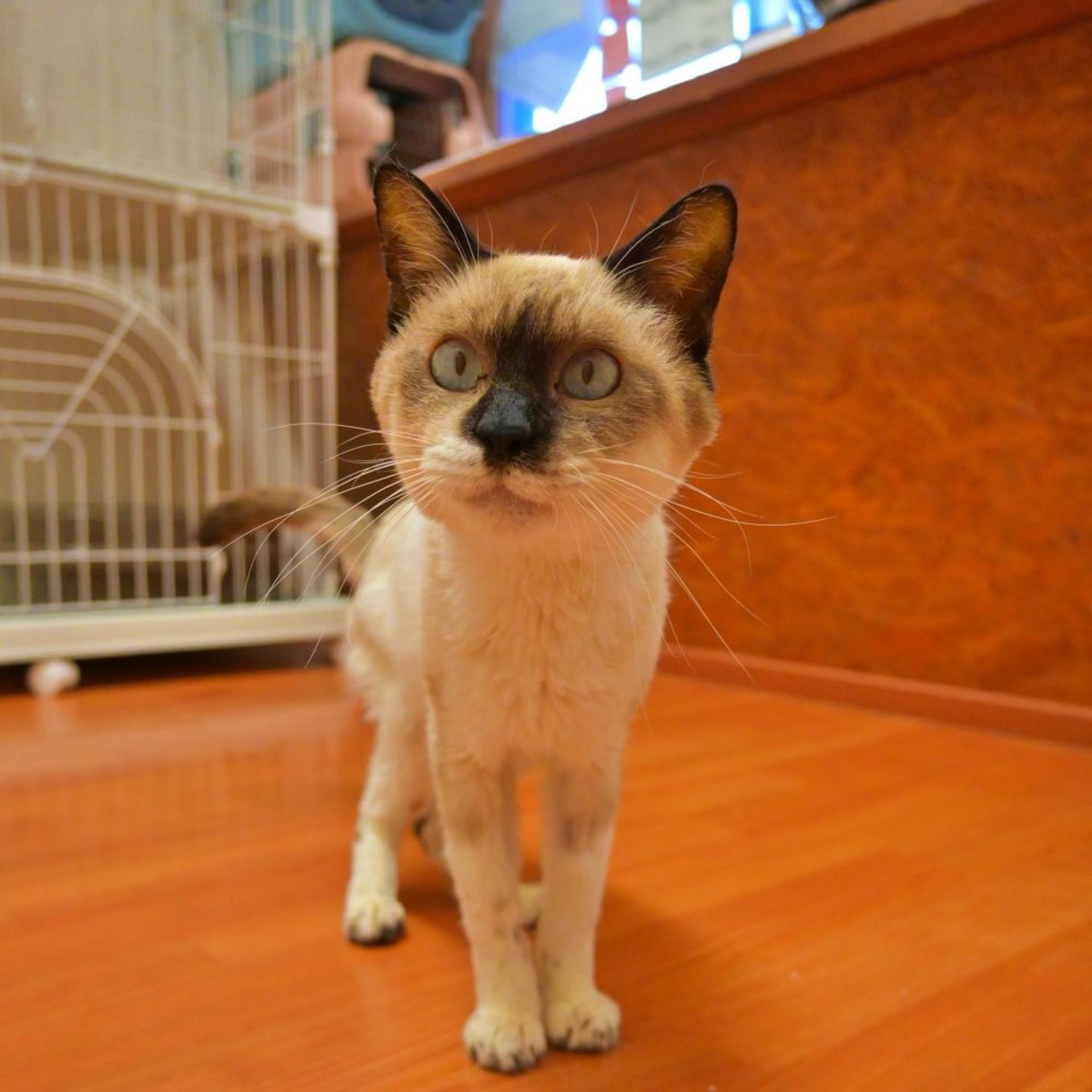 pet-image-2