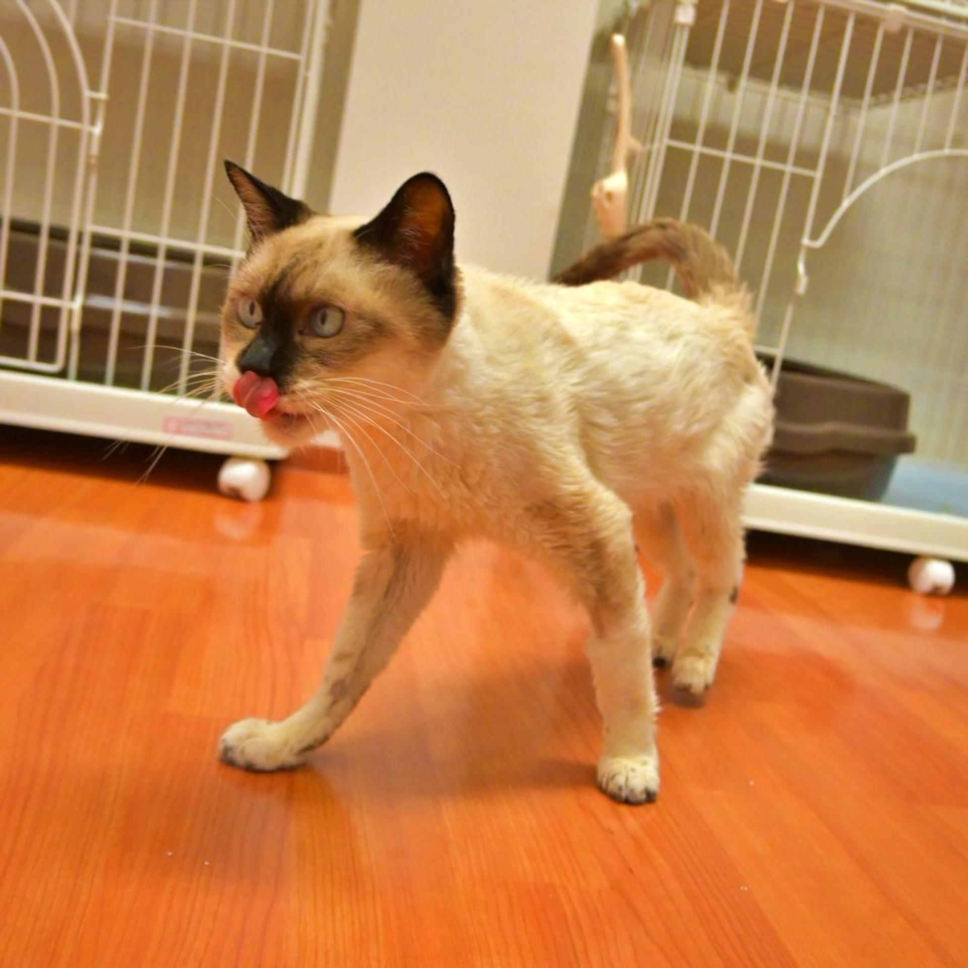 pet-image-4