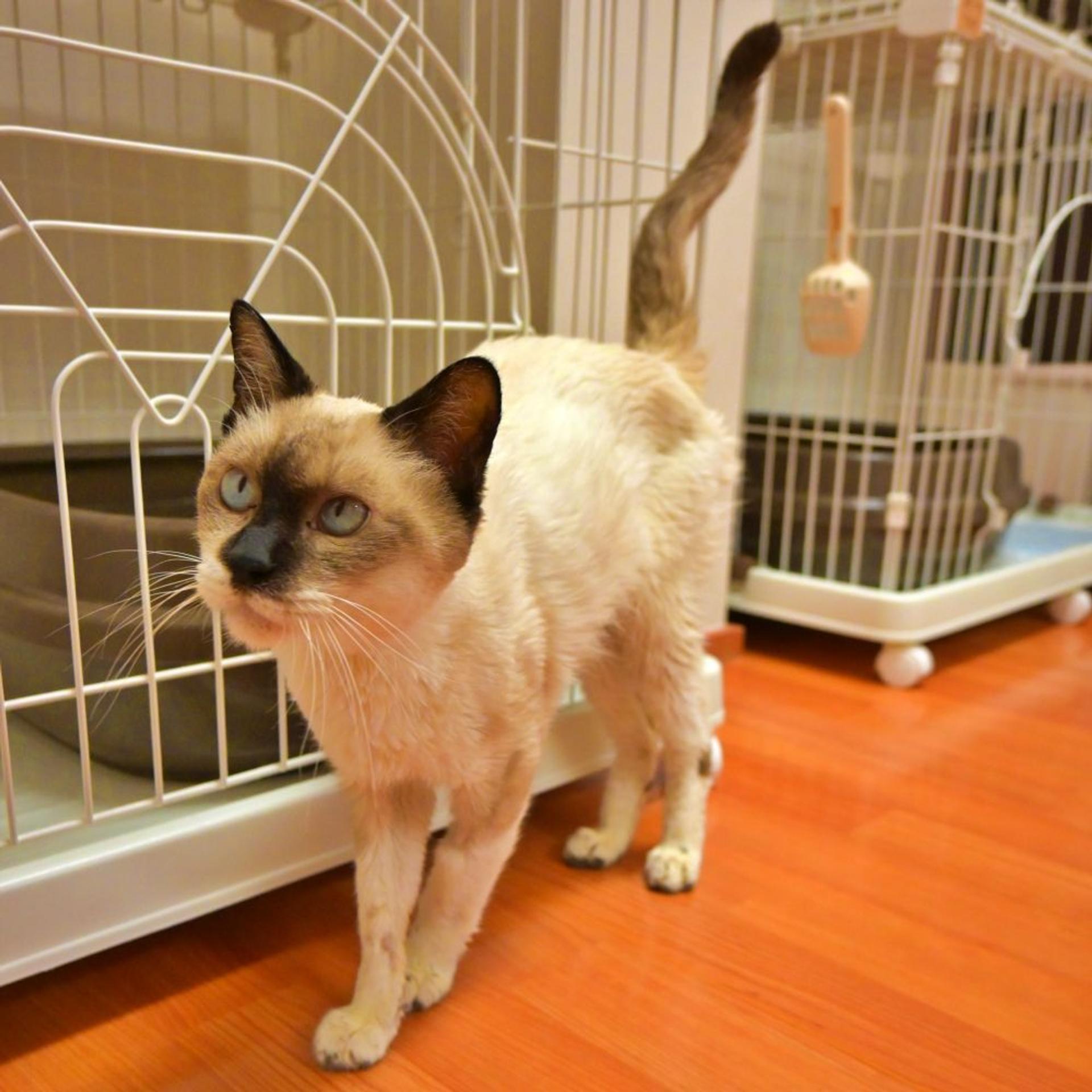 pet-image-5