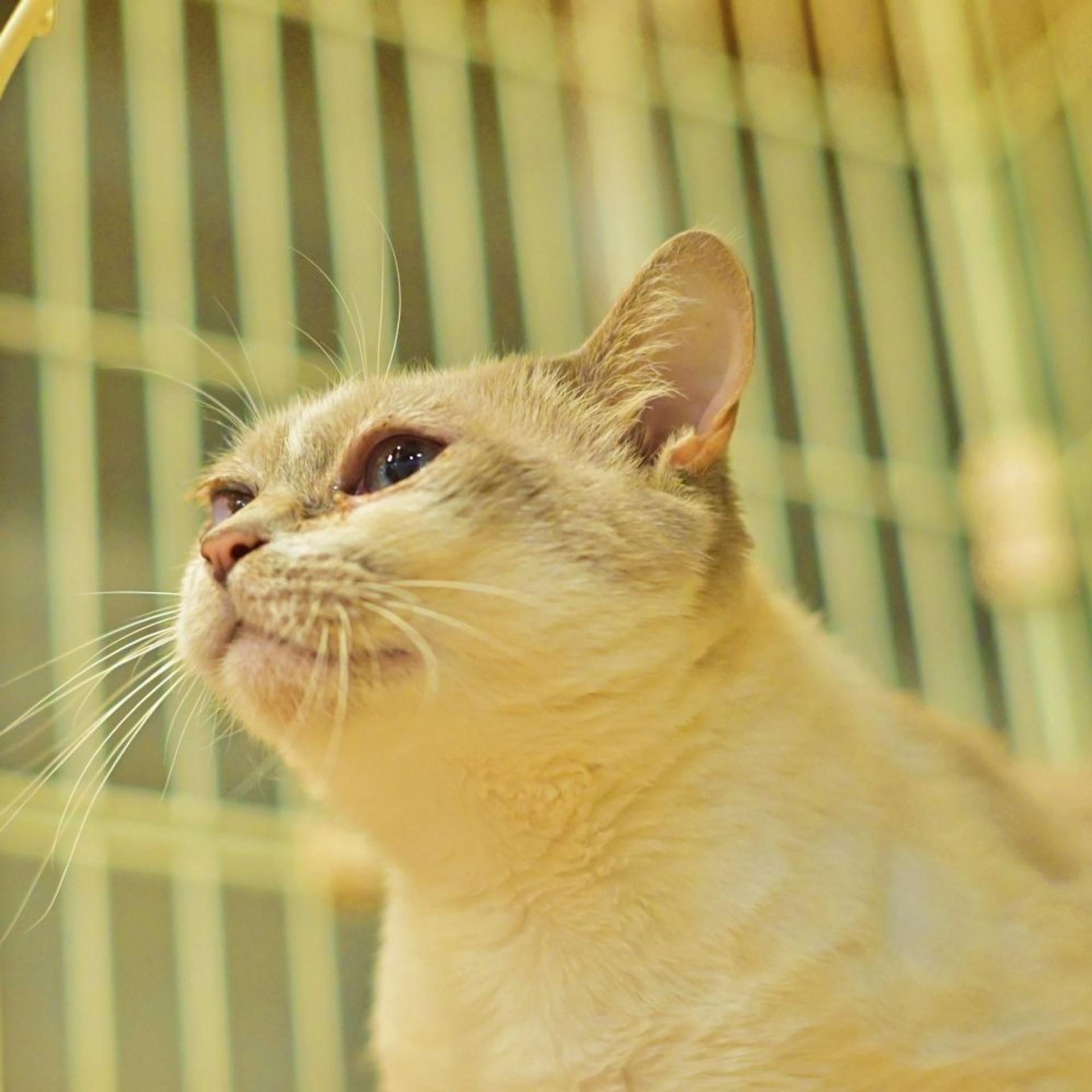 pet-image-4