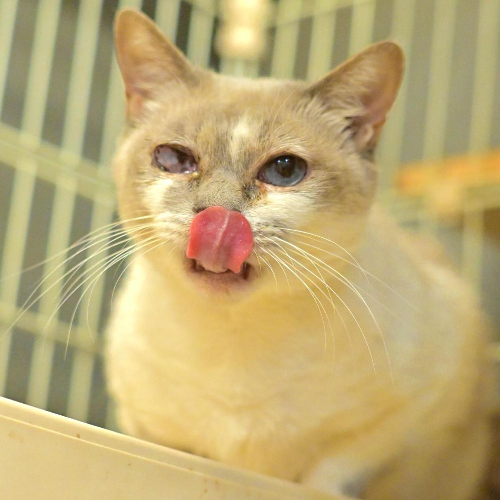 pet-image-5