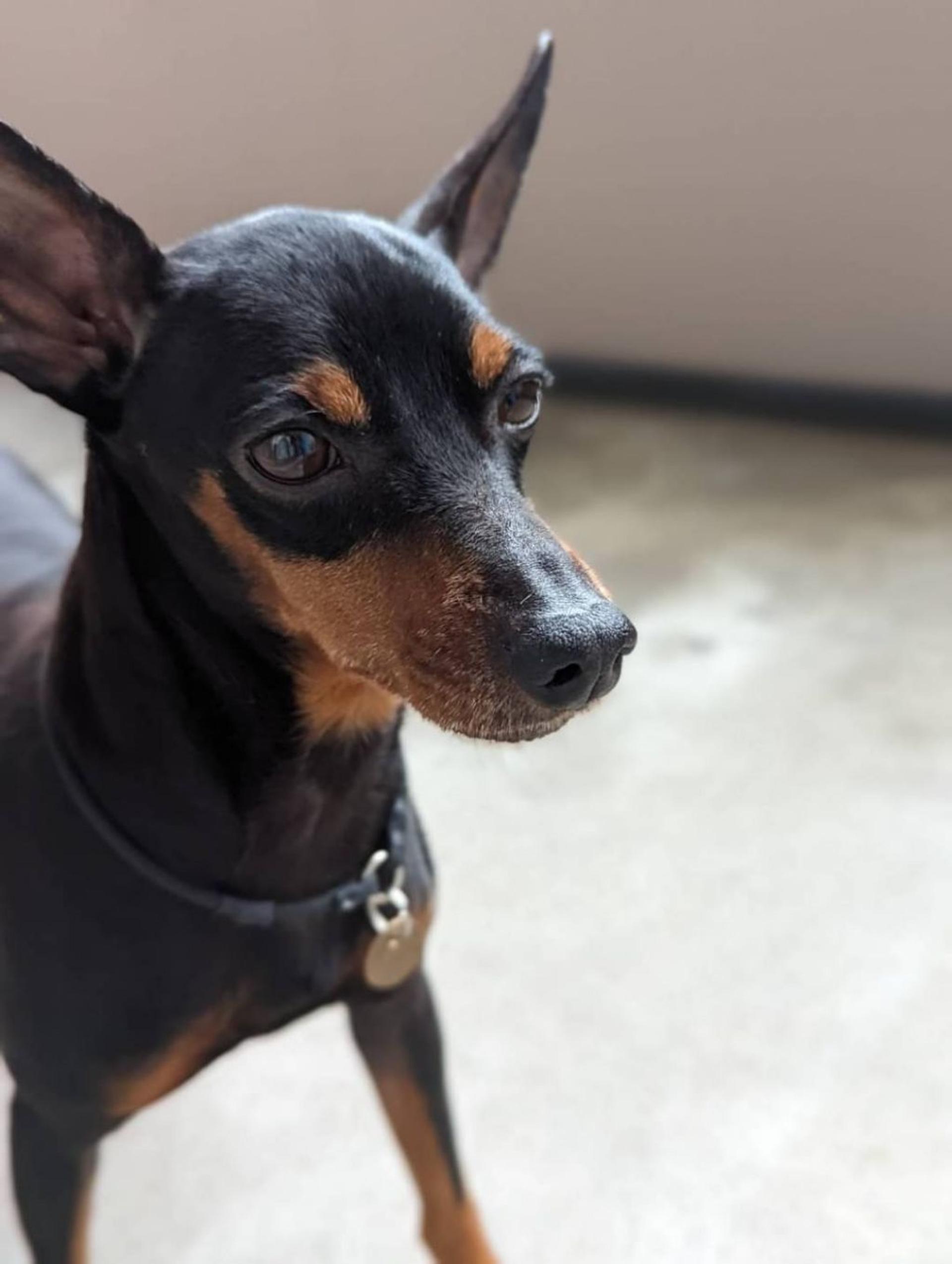 pet-image-3