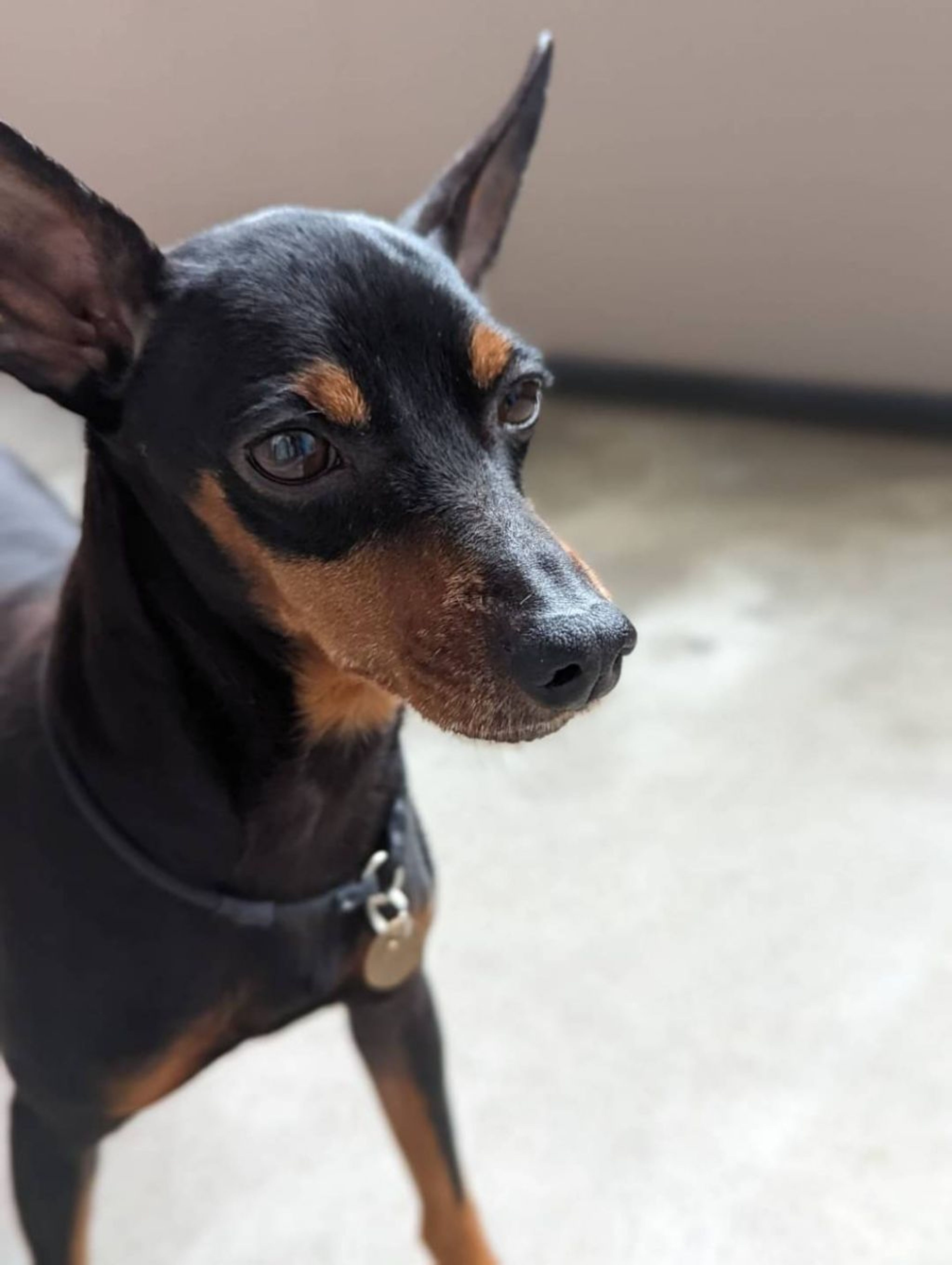 pet-image-3